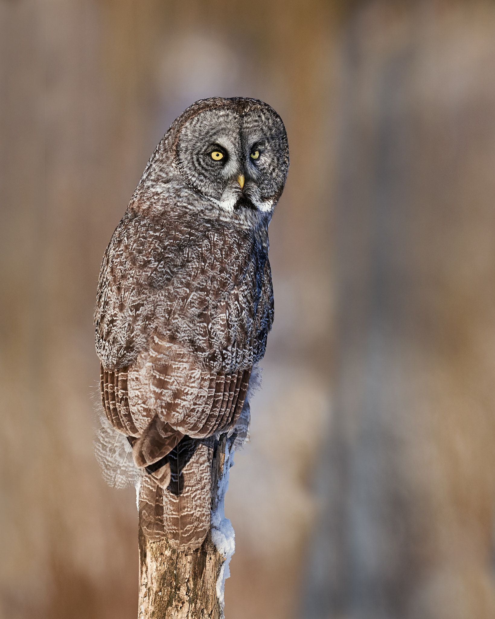 Nikon D750 + Nikon AF-S Nikkor 600mm F4G ED VR sample photo. Great gray owl photography