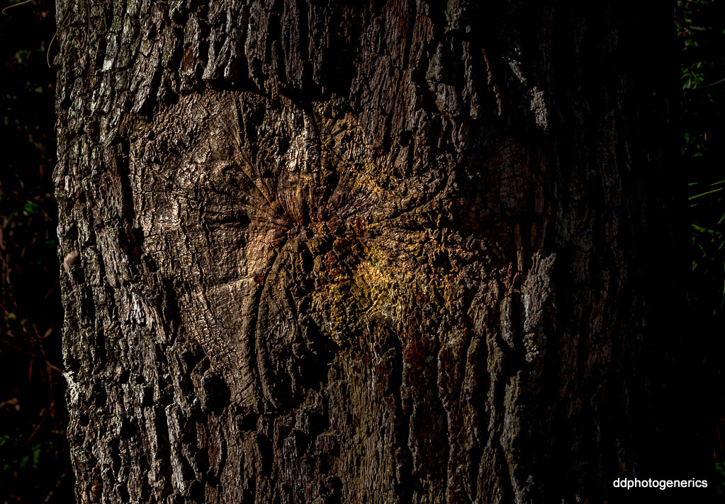 Olympus Zuiko Digital ED 40-150mm F4.0-5.6 sample photo. Decipher the nature... photography