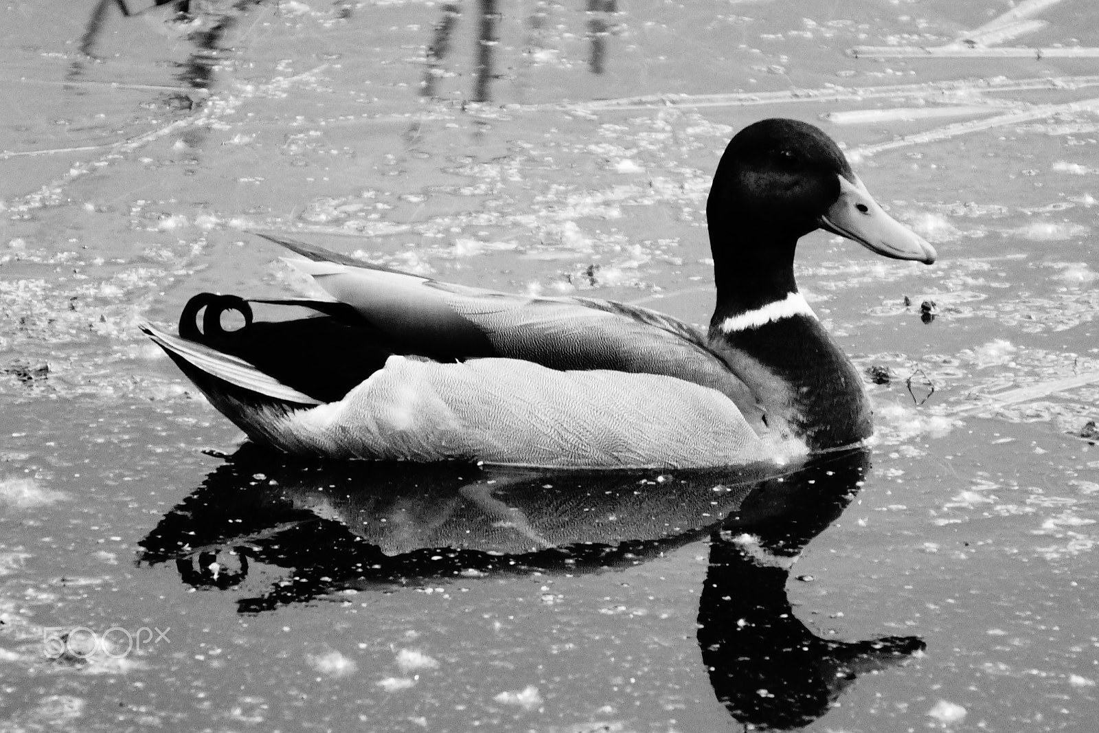 Sony E 55-210mm F4.5-6.3 OSS sample photo. Mallard photography