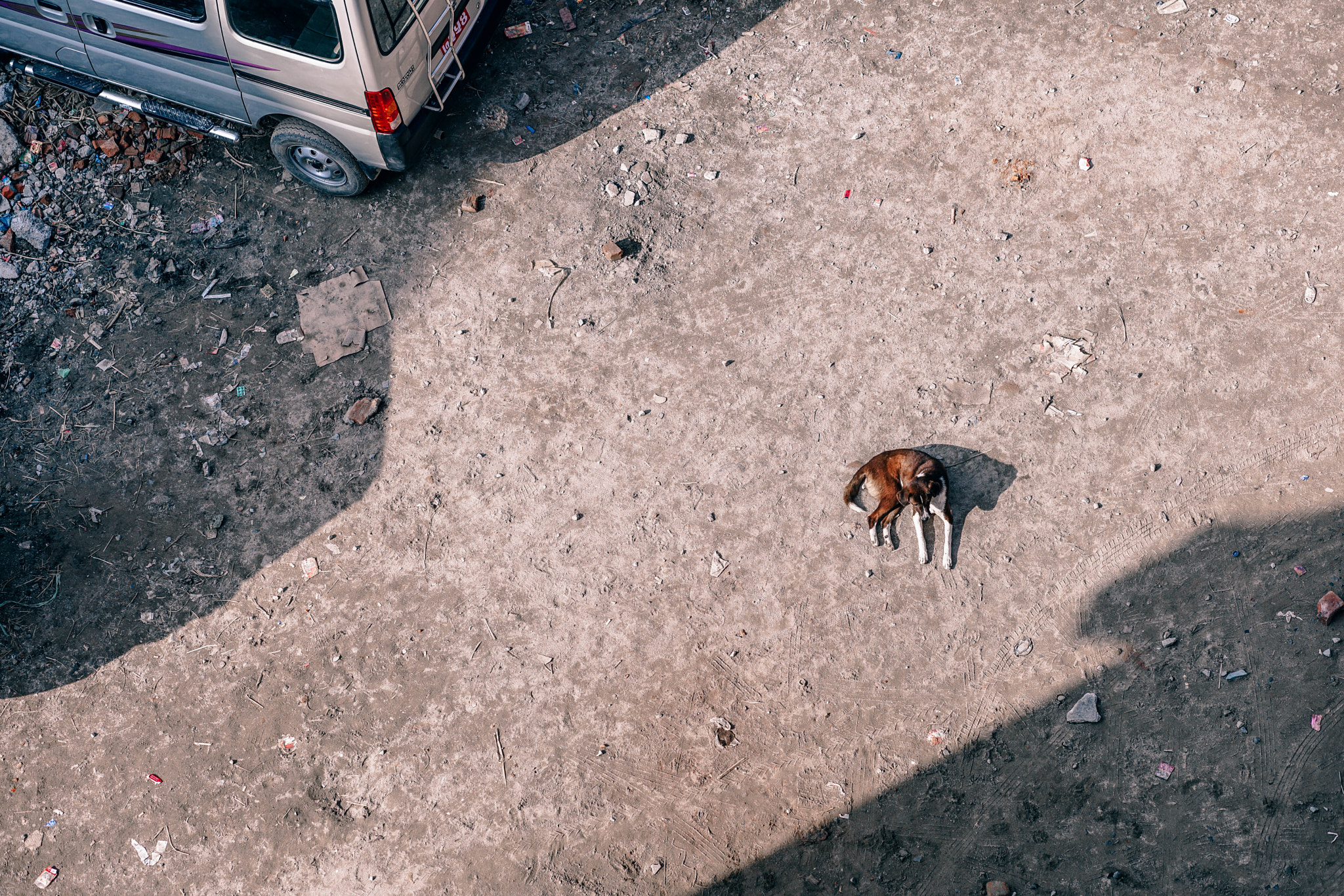 DT 85mm F1.8 SAM sample photo. Mellow doggie photography
