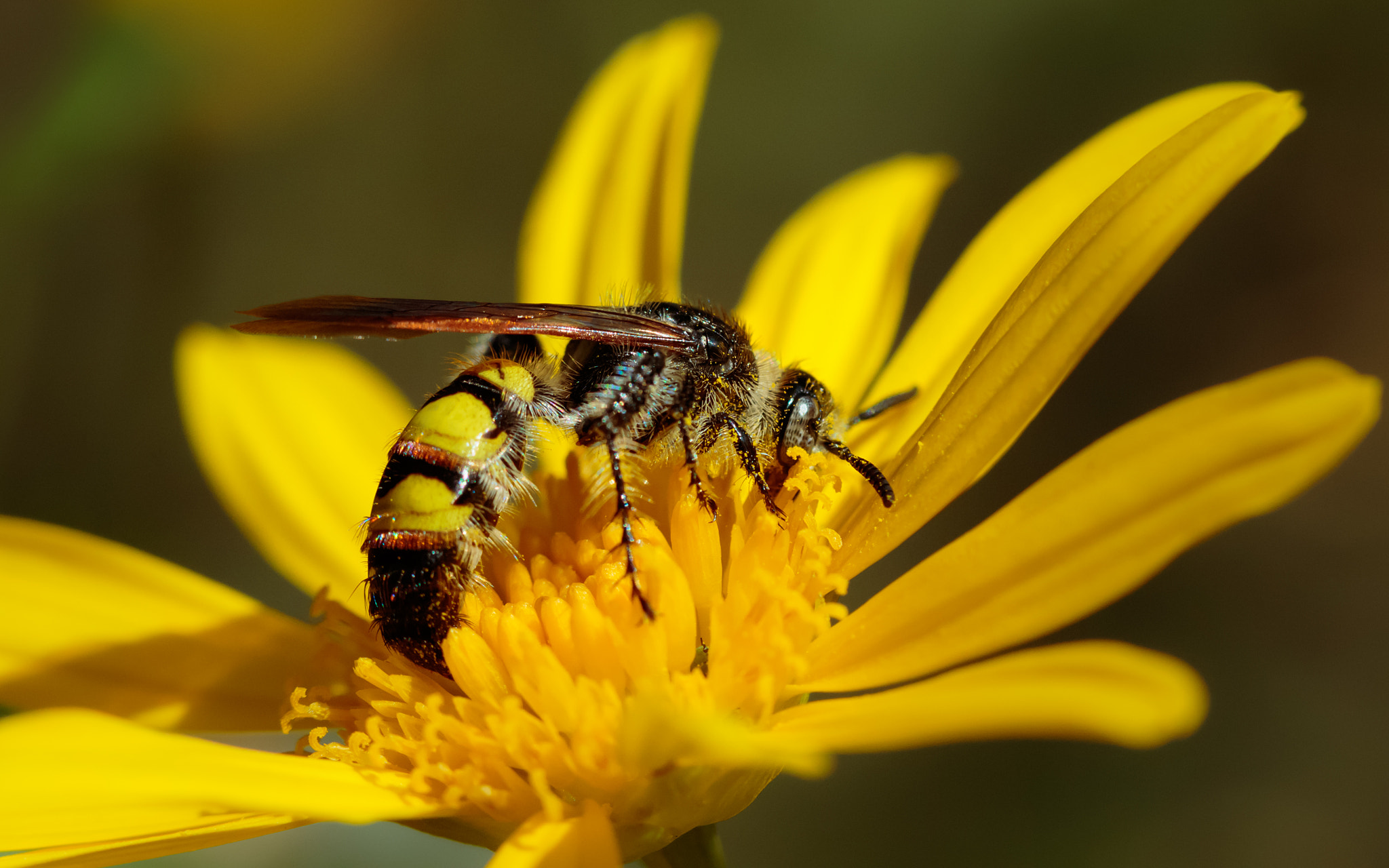 Canon EOS 7D Mark II sample photo. Scoliid wasp, who knew photography