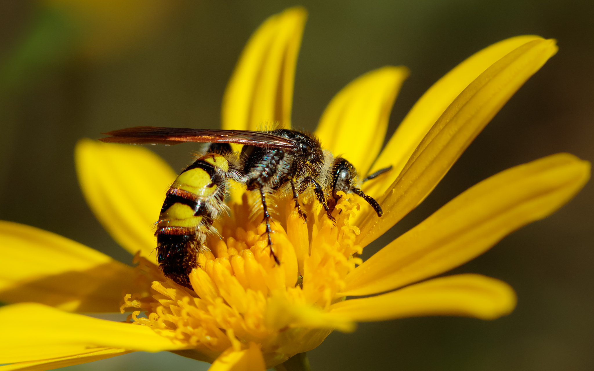 Canon EF 100mm F2.8 Macro USM sample photo. Scoliid wasp, who knew photography