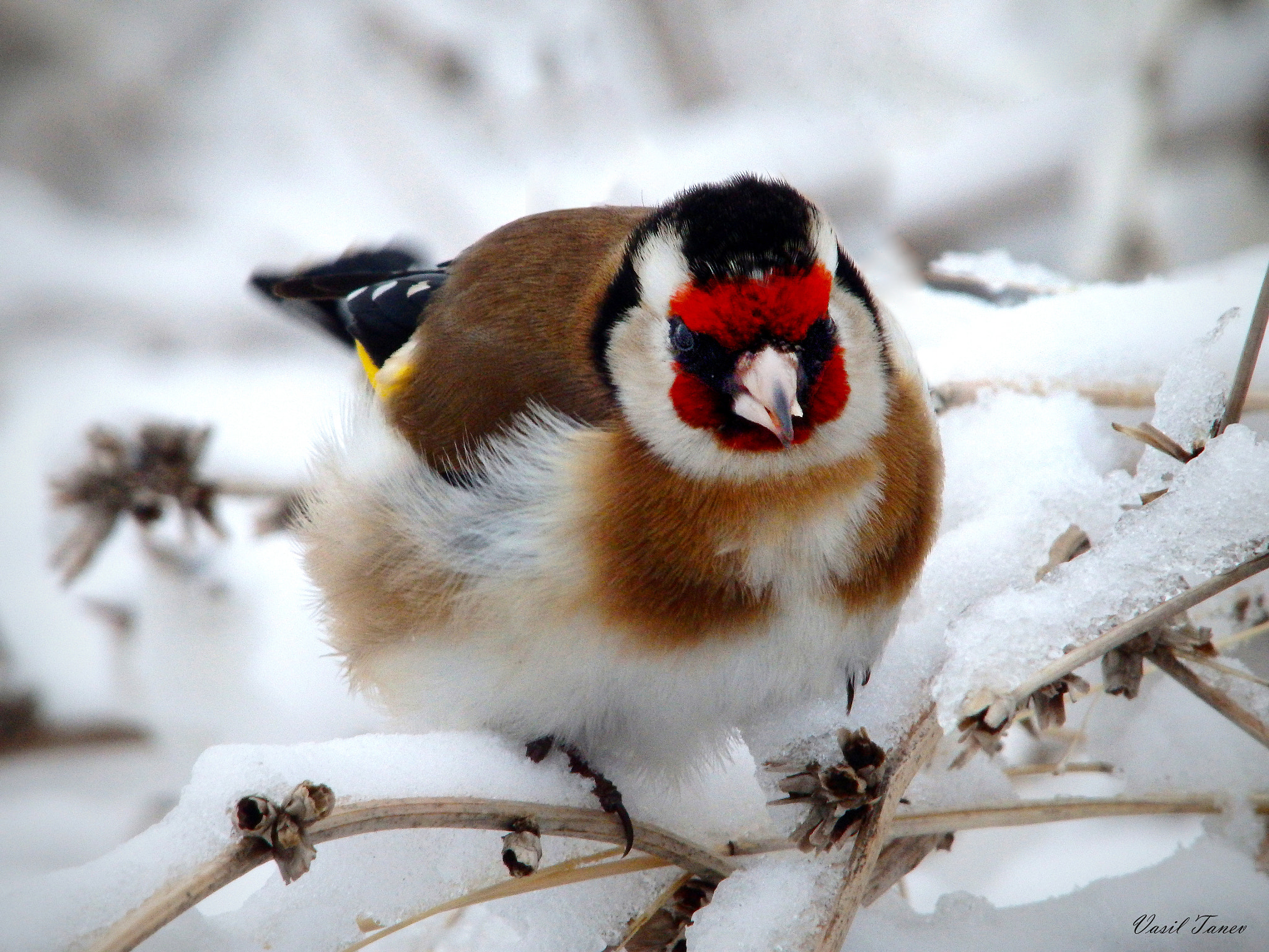 Olympus SH-60 sample photo. Щиглец (carduelis carduelis) photography