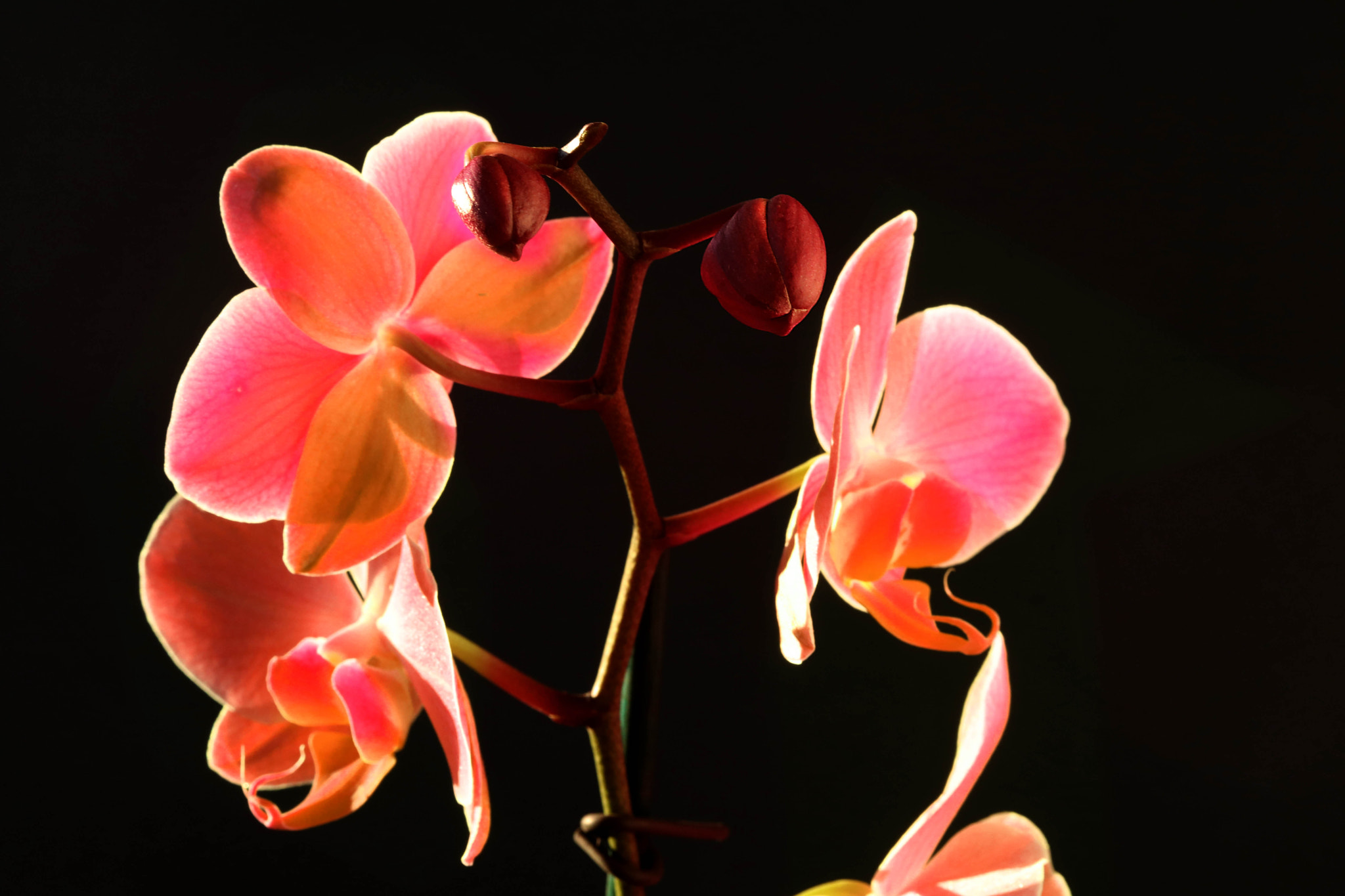 Canon EF-S 60mm F2.8 Macro USM sample photo. Stylish flower photography
