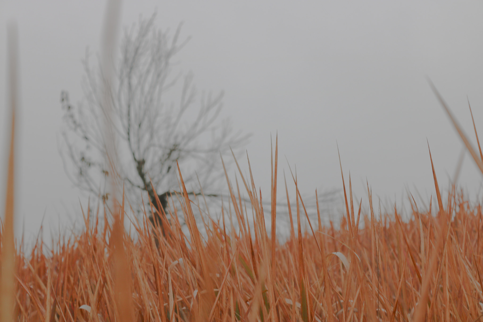 Canon EOS 760D (EOS Rebel T6s / EOS 8000D) sample photo