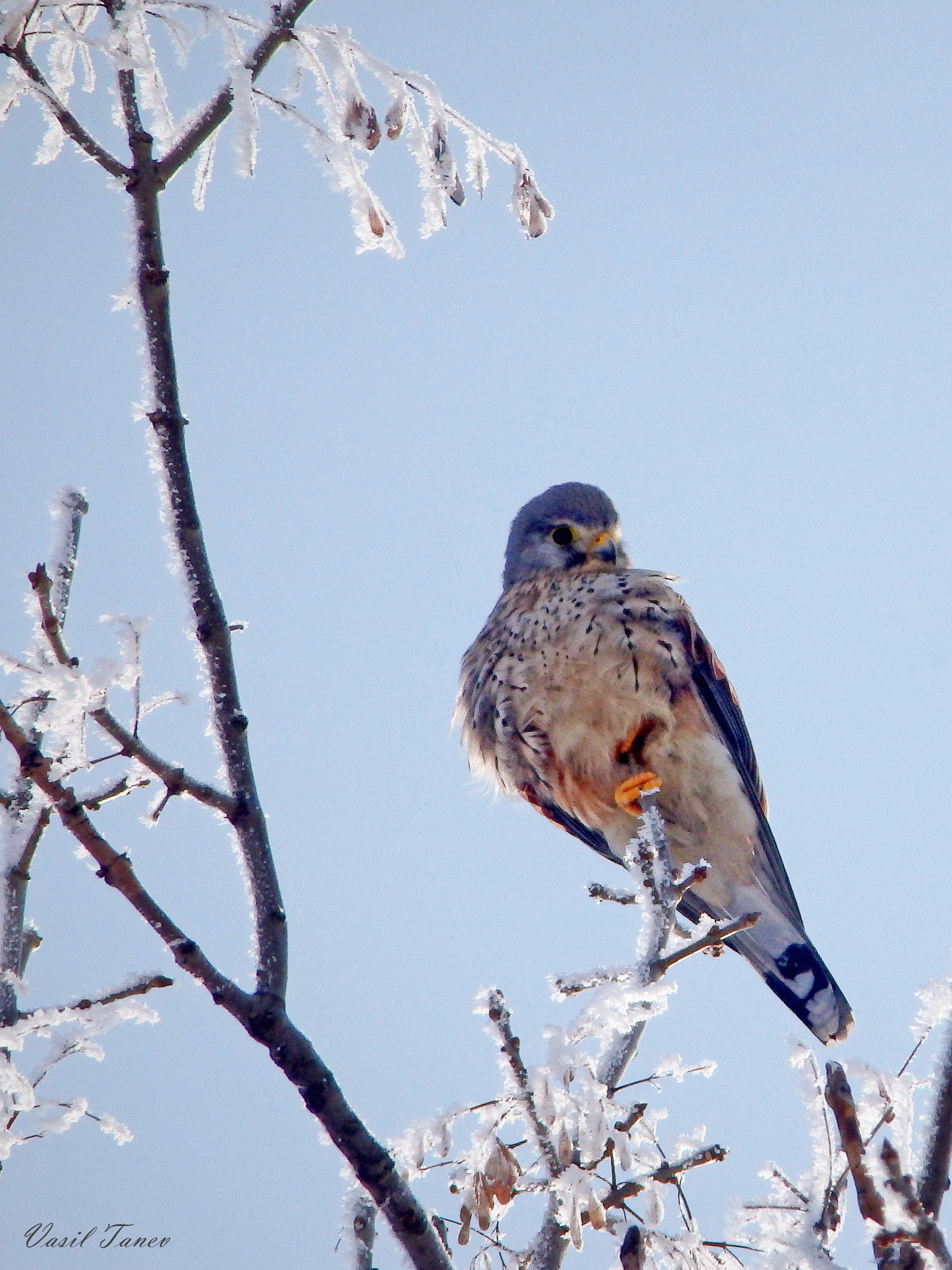 Olympus SH-60 sample photo. Керкенез (falco tinnunculus) photography