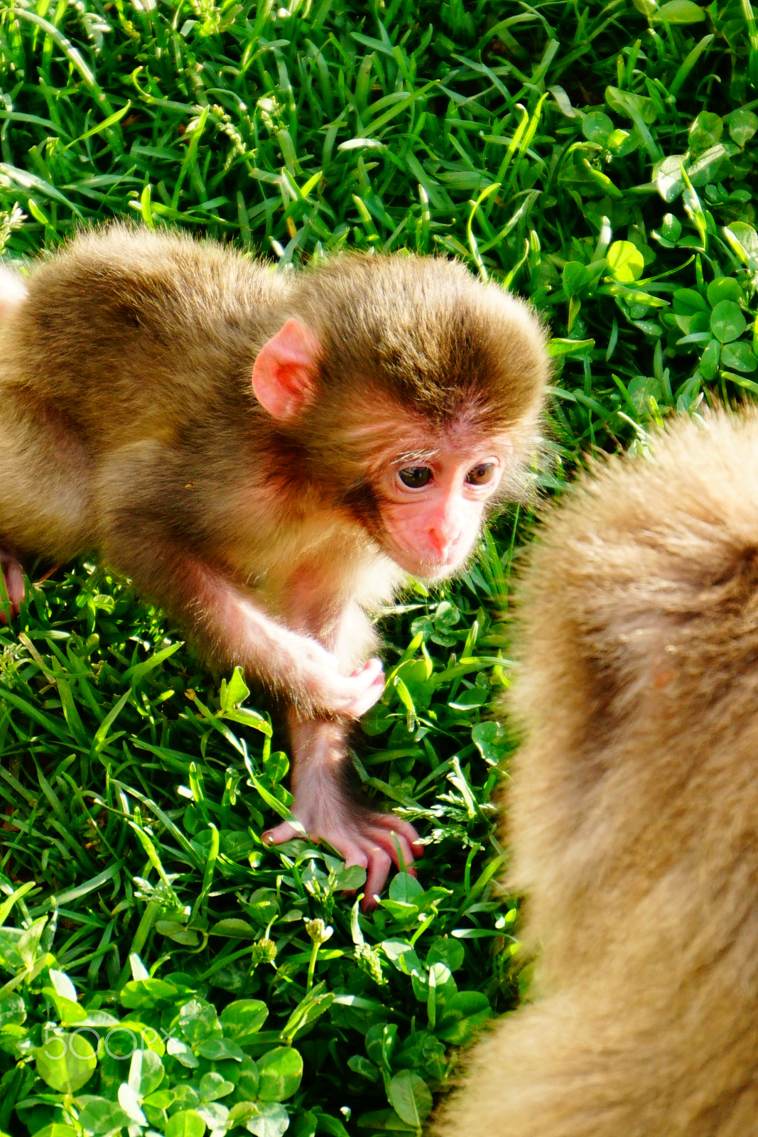 Sony E 55-210mm F4.5-6.3 OSS sample photo. Baby snow monkey photography