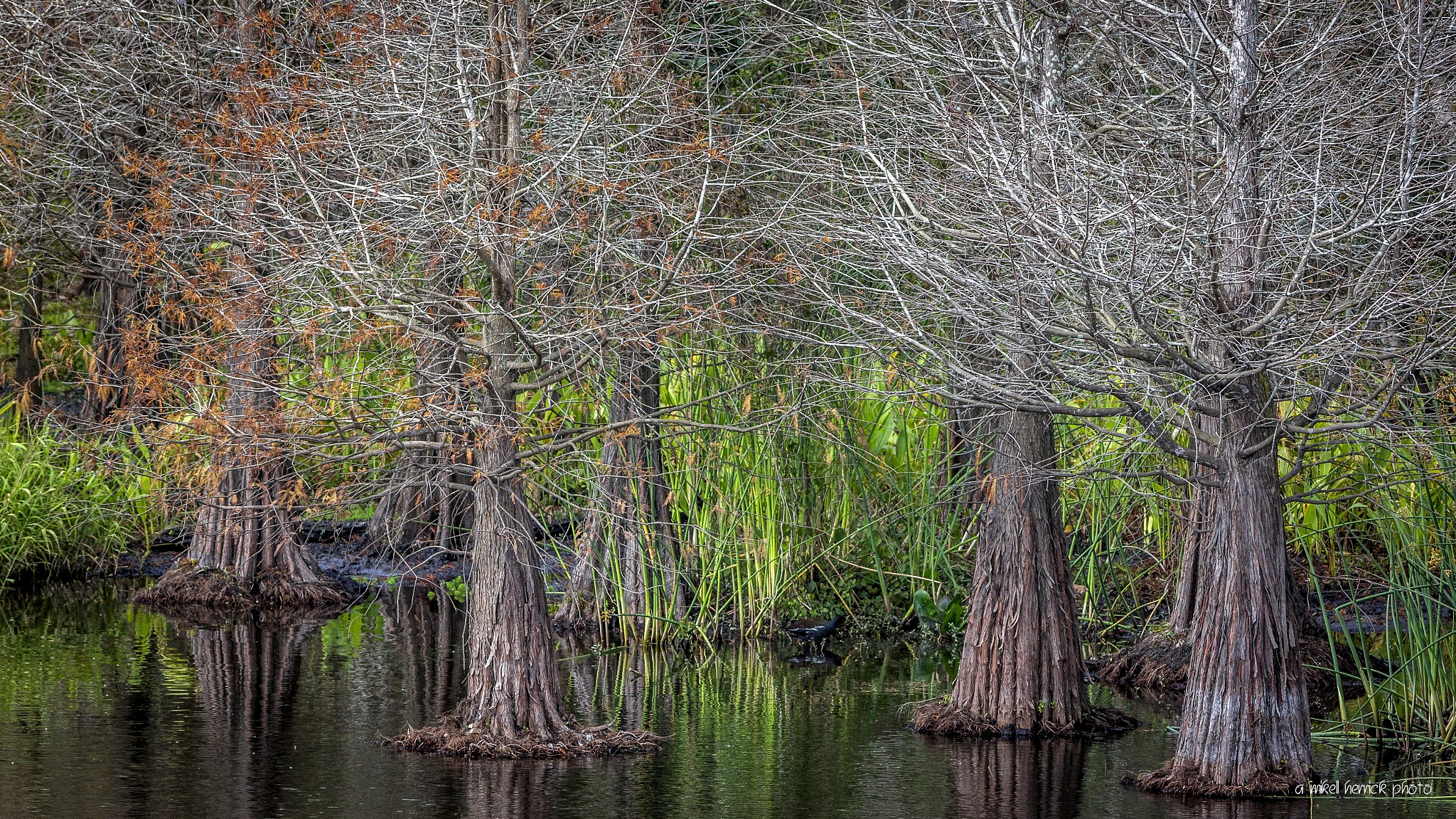Canon EOS 60D sample photo. Cypress swamp photography