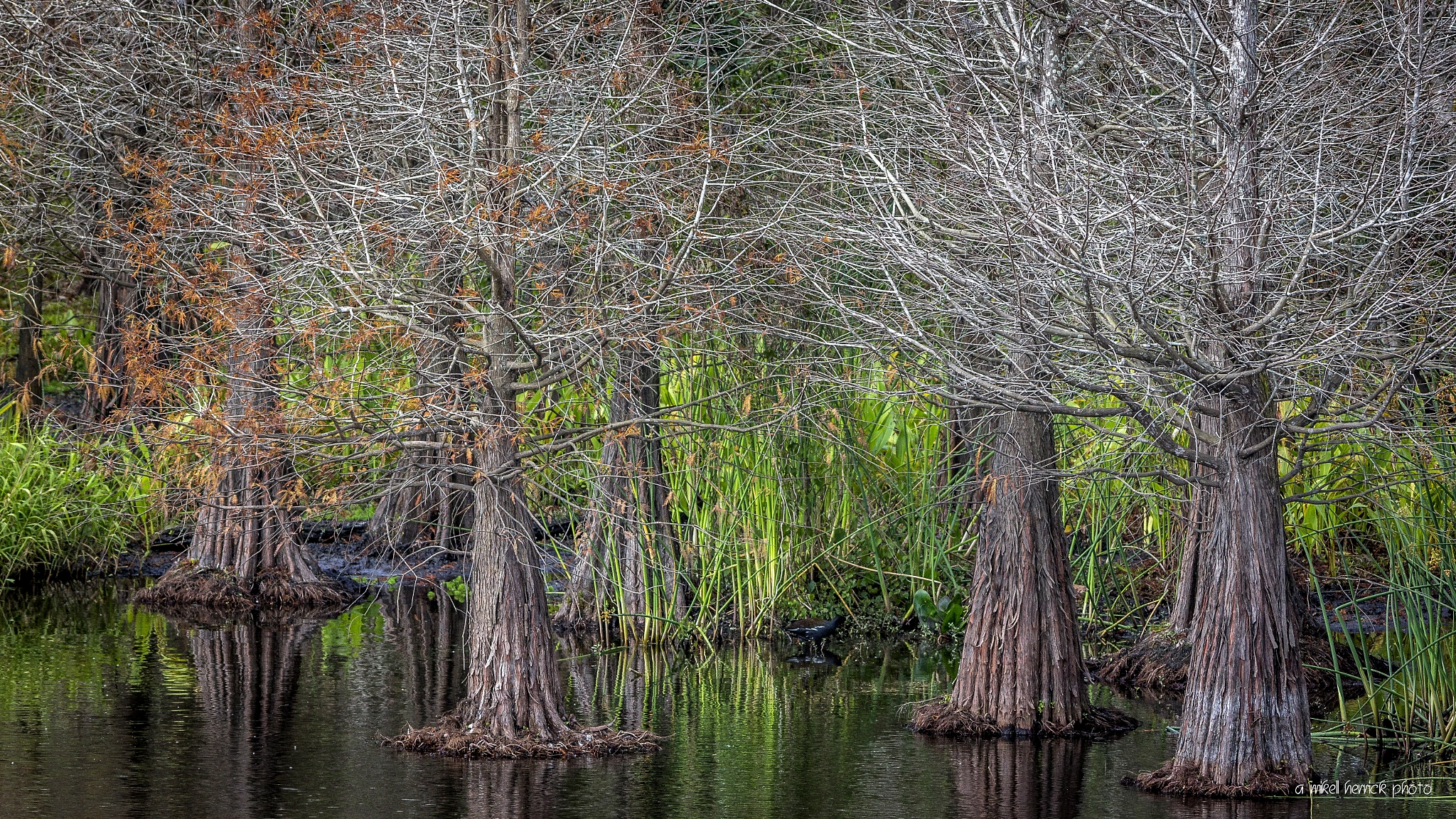 Sigma 150-500mm F5-6.3 DG OS HSM sample photo. Cypress swamp photography