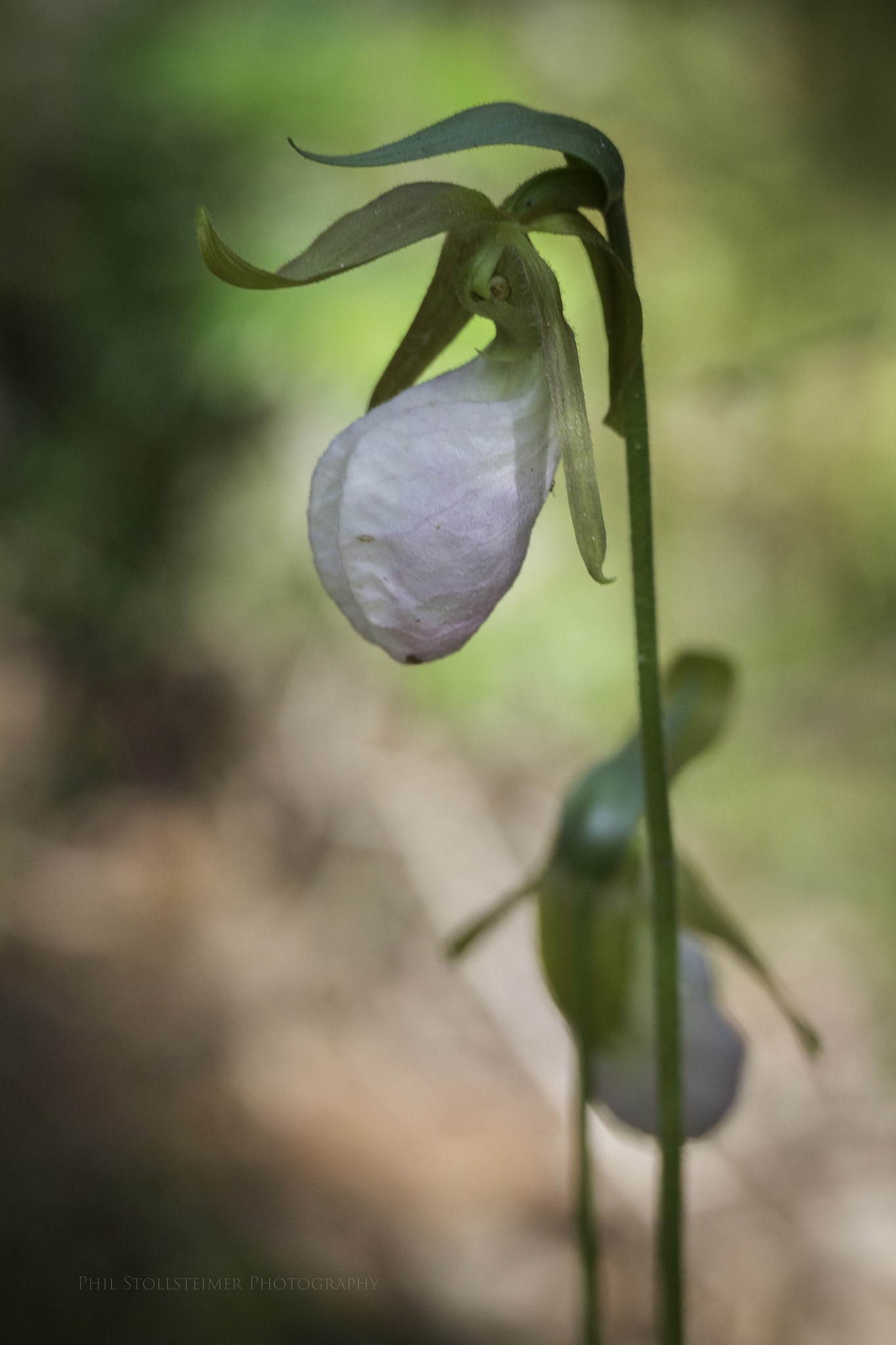 Canon EOS 600D (Rebel EOS T3i / EOS Kiss X5) sample photo. Lady slipper photography