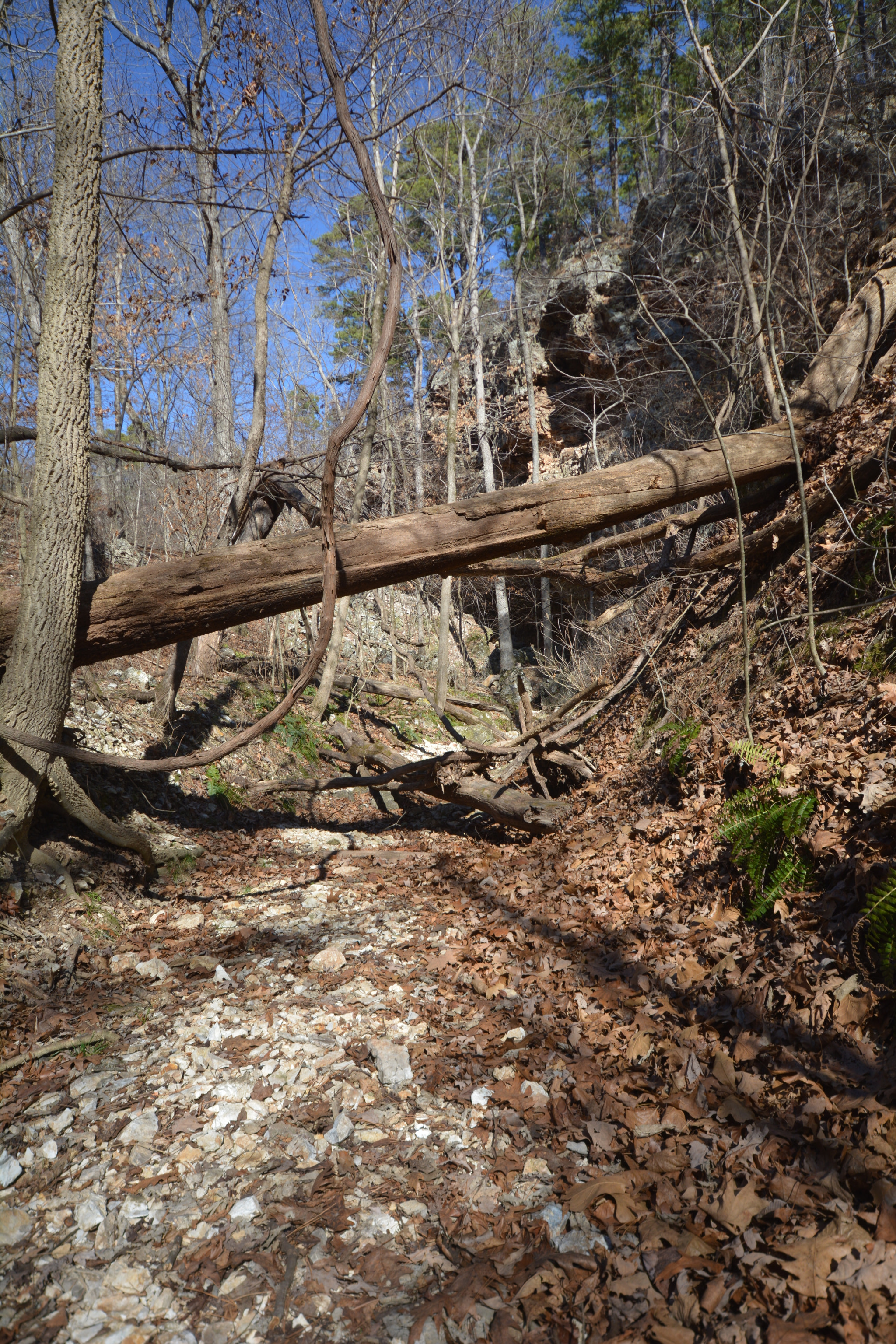 Sigma 10-20mm F4-5.6 EX DC HSM sample photo. Hiking trails at natural falls state park photography