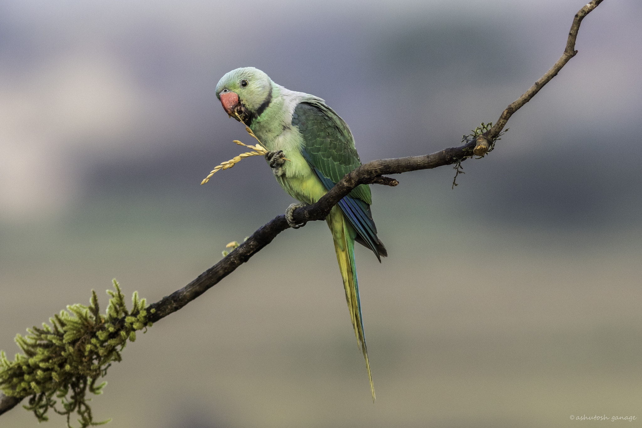 Canon EF 300mm F4L IS USM sample photo. Malabar parakeet photography