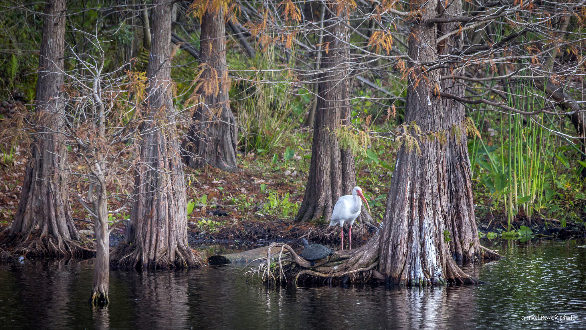 Canon EOS 60D sample photo. A perch amid cypress trees photography