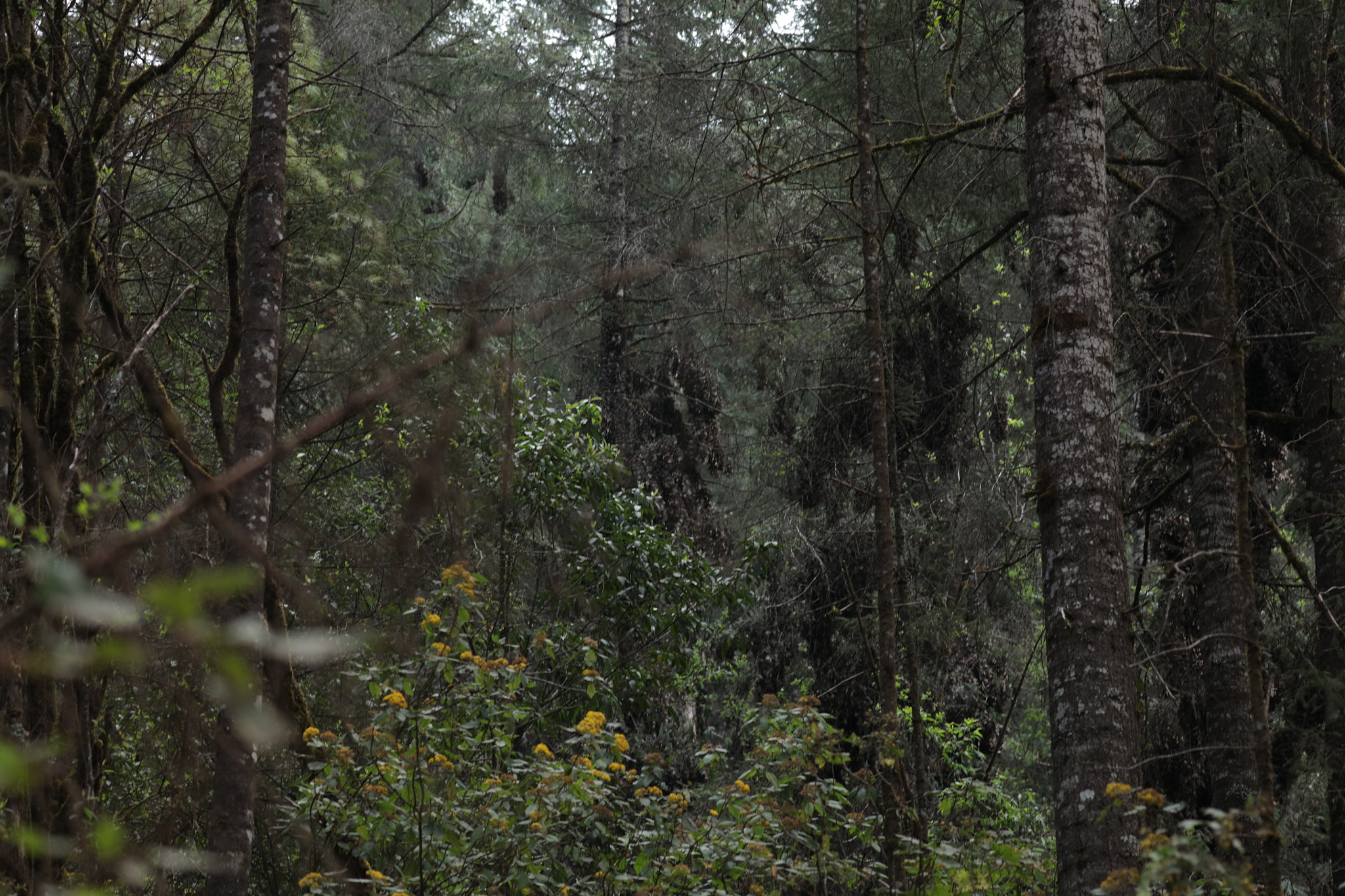 Canon EOS 5DS R sample photo. Forest. piedra herrada mexico. photography