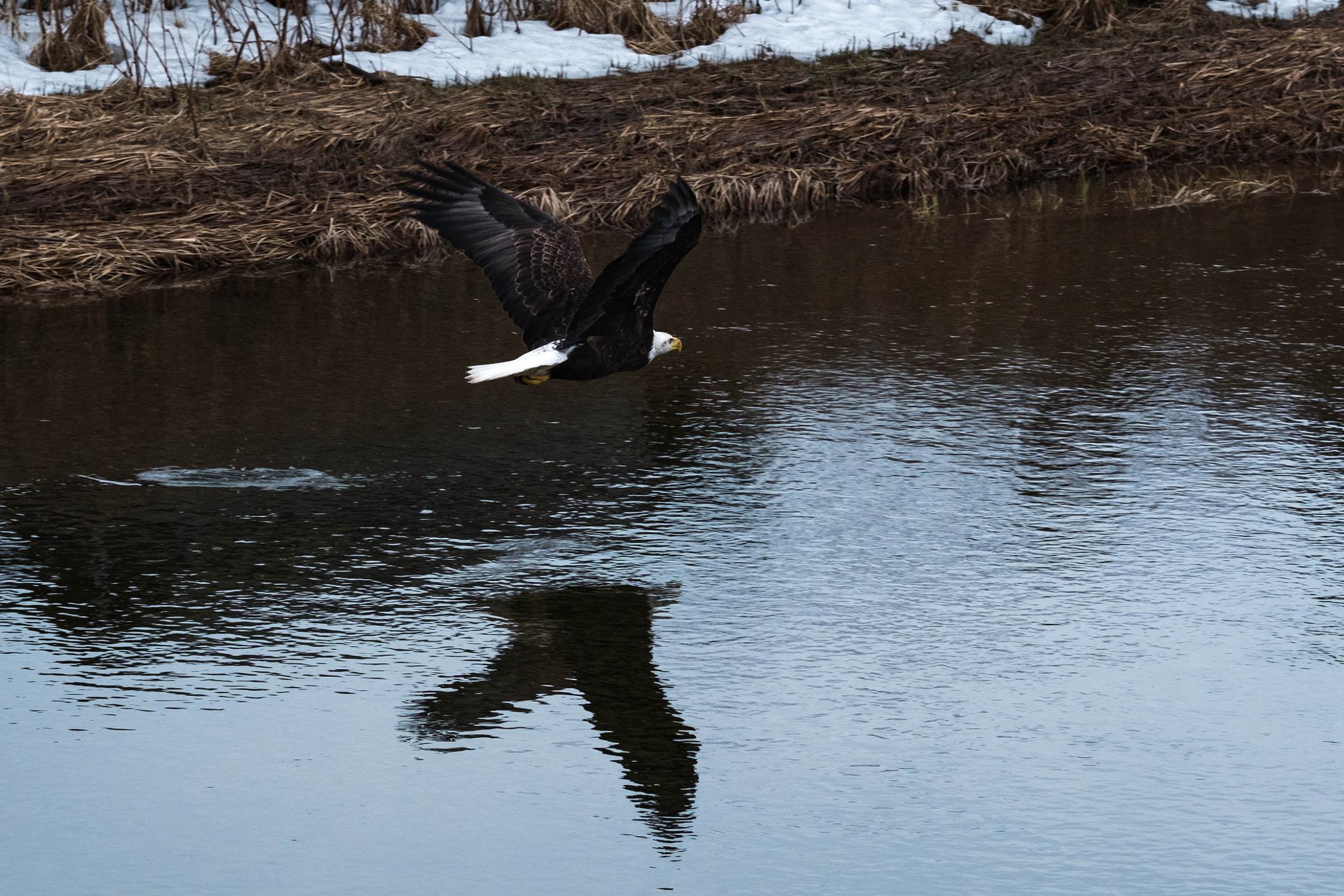 Fujifilm X-T2 + Fujifilm XF 90mm F2 R LM WR sample photo. Reflective flight  photography