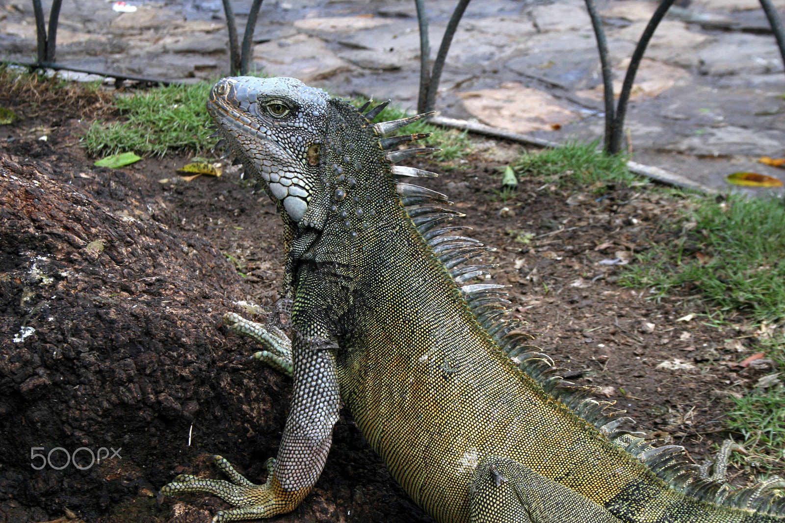 Canon EF-S 18-55mm F3.5-5.6 sample photo. Iguana photography