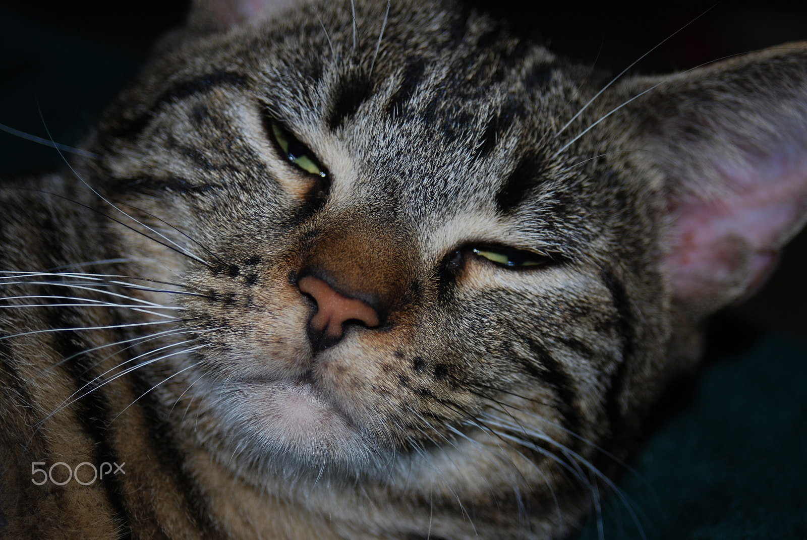 Nikon D80 sample photo. Drowsy cat photography