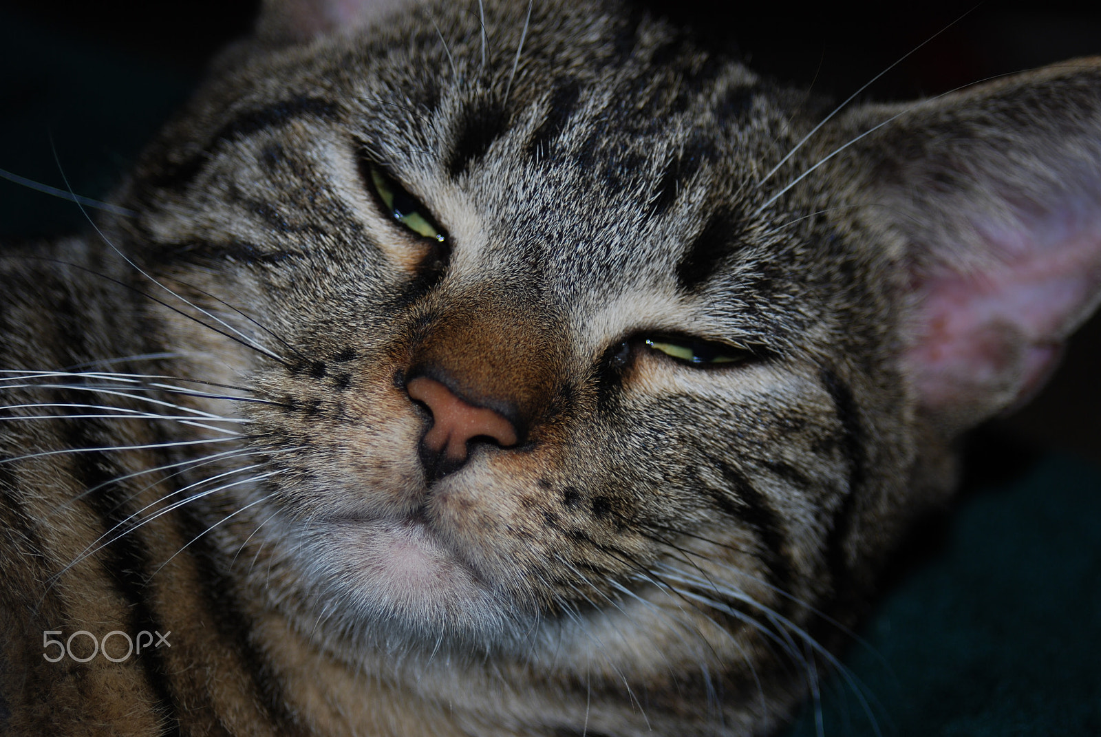 AF Zoom-Nikkor 28-80mm f/3.3-5.6G sample photo. Drowsy cat photography