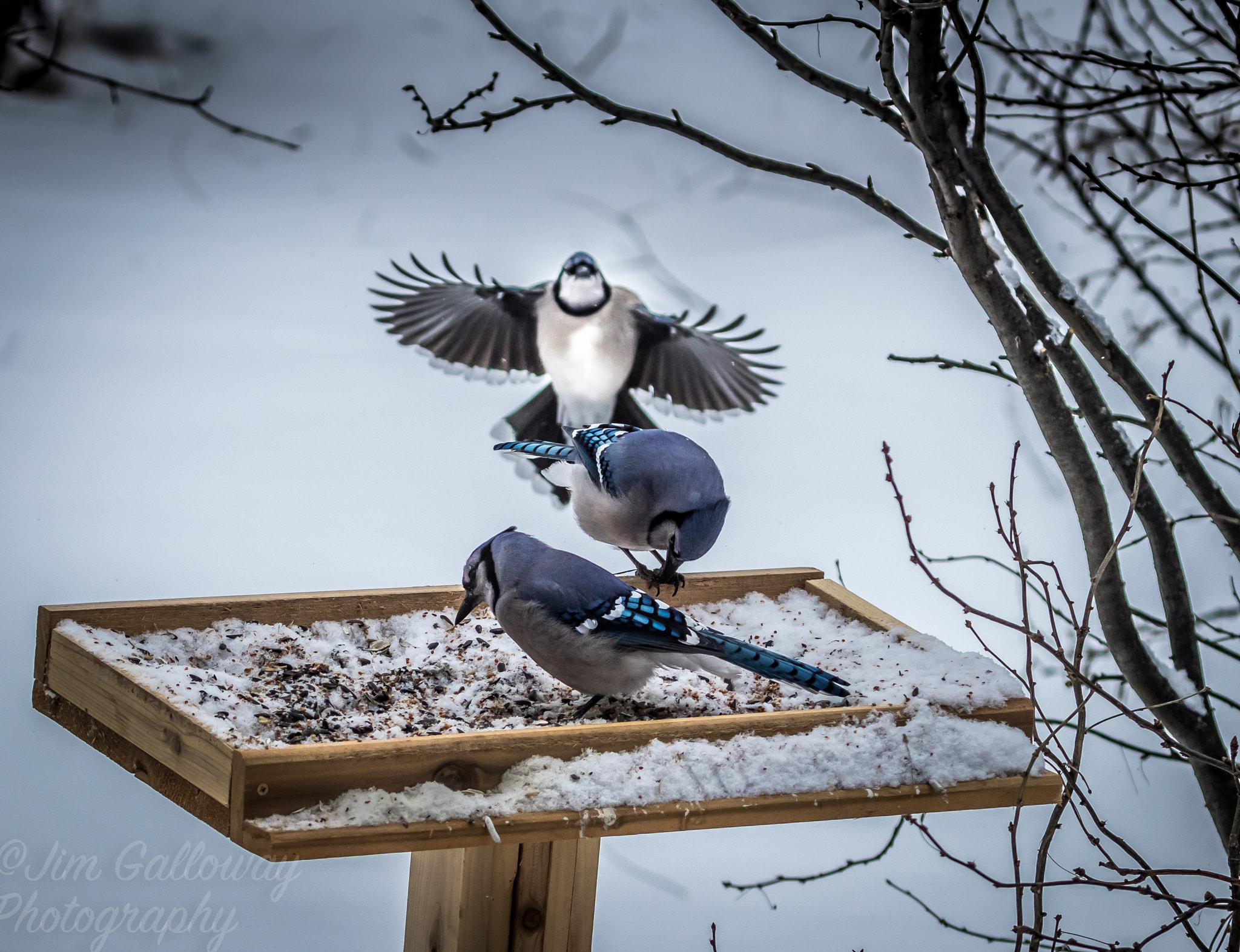 Canon EF 100-400mm F4.5-5.6L IS USM sample photo. Blue jay in flight photography