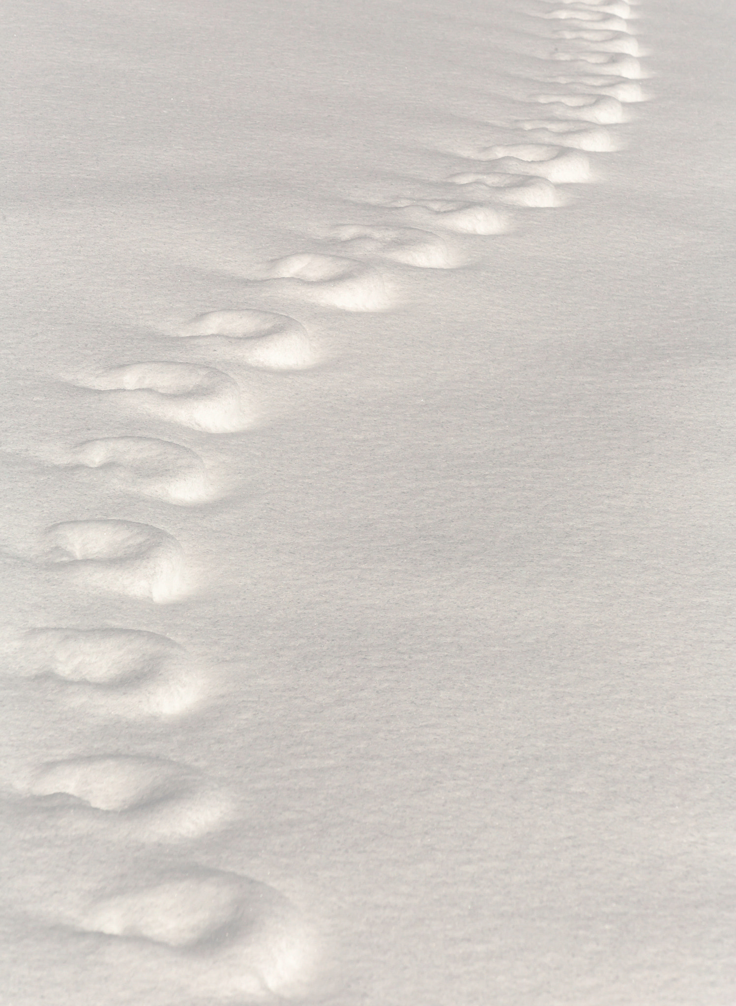 Canon EF 75-300mm F4.0-5.6 IS USM sample photo. Footprints in the snow photography
