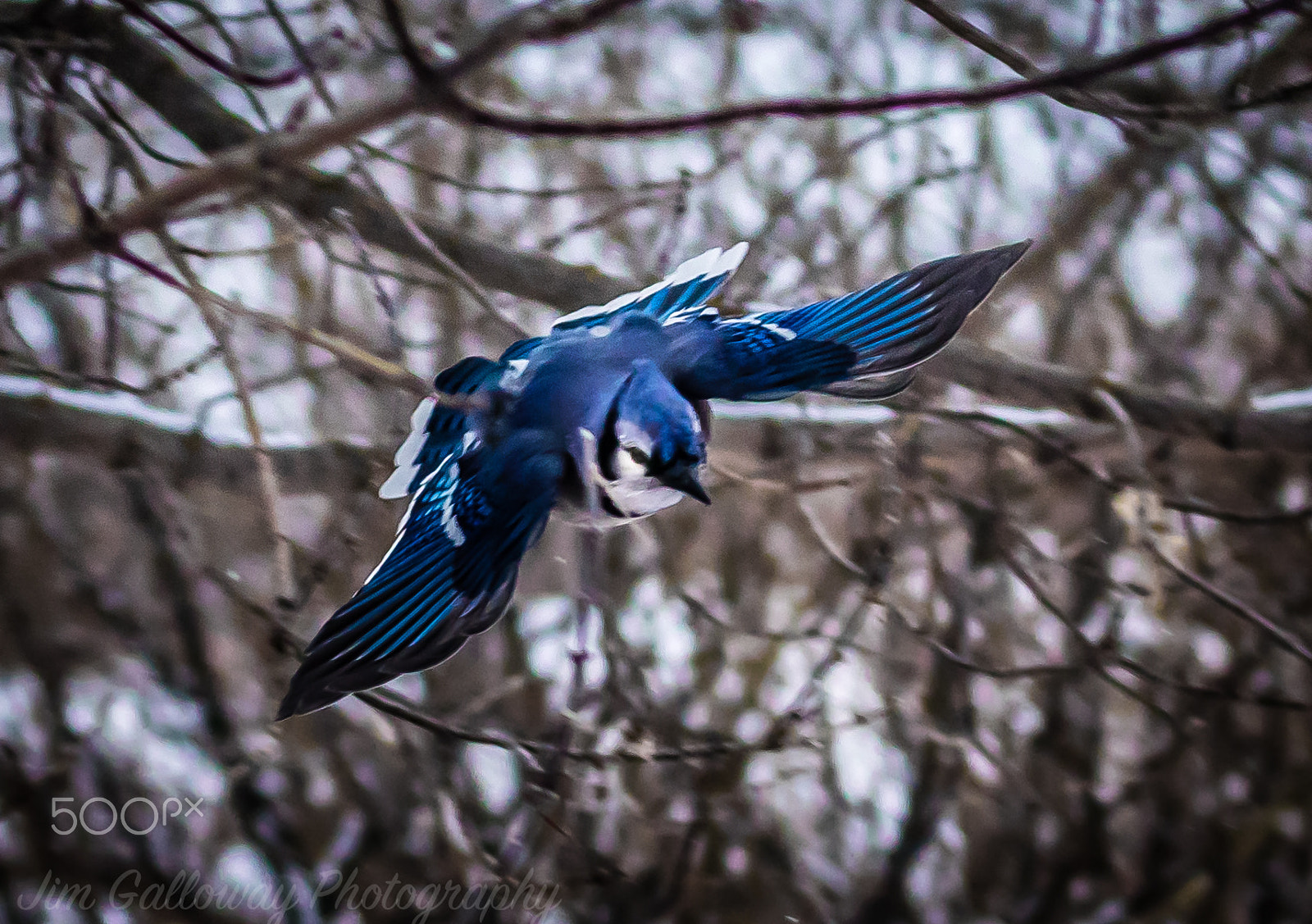 Canon EF 100-400mm F4.5-5.6L IS USM sample photo. Blue jay dive bomber photography