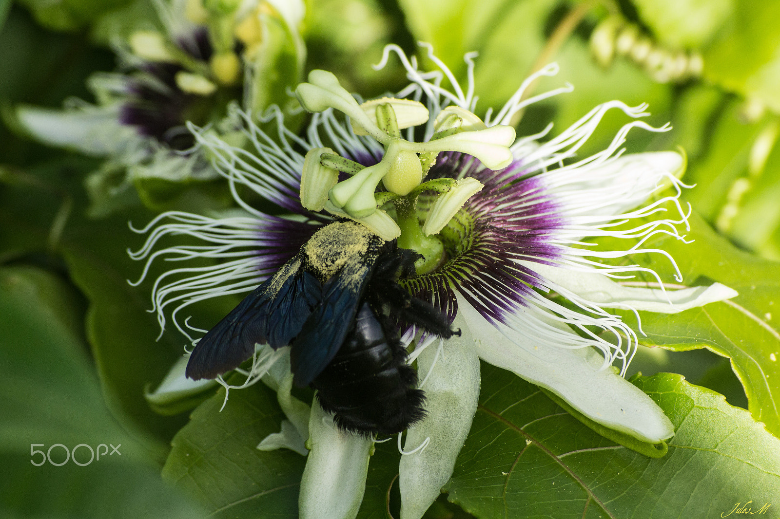 Sigma 55-200mm f/4-5.6 DC sample photo. Passiflore et bourdon photography