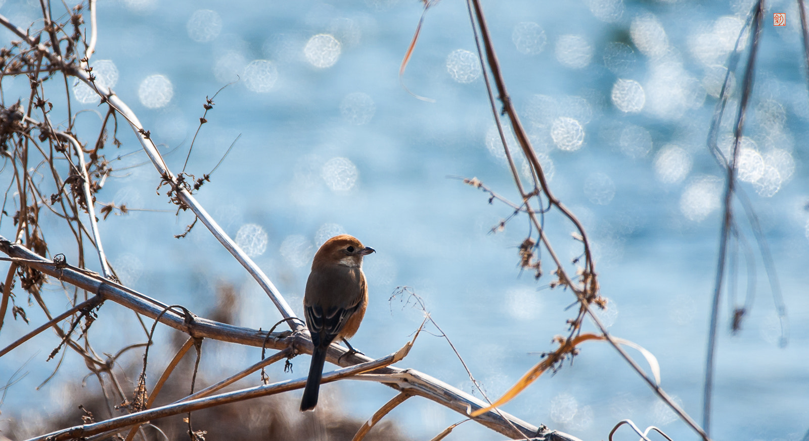Sigma 150-600mm F5-6.3 DG OS HSM | C sample photo. Bull headed shrike(male) photography