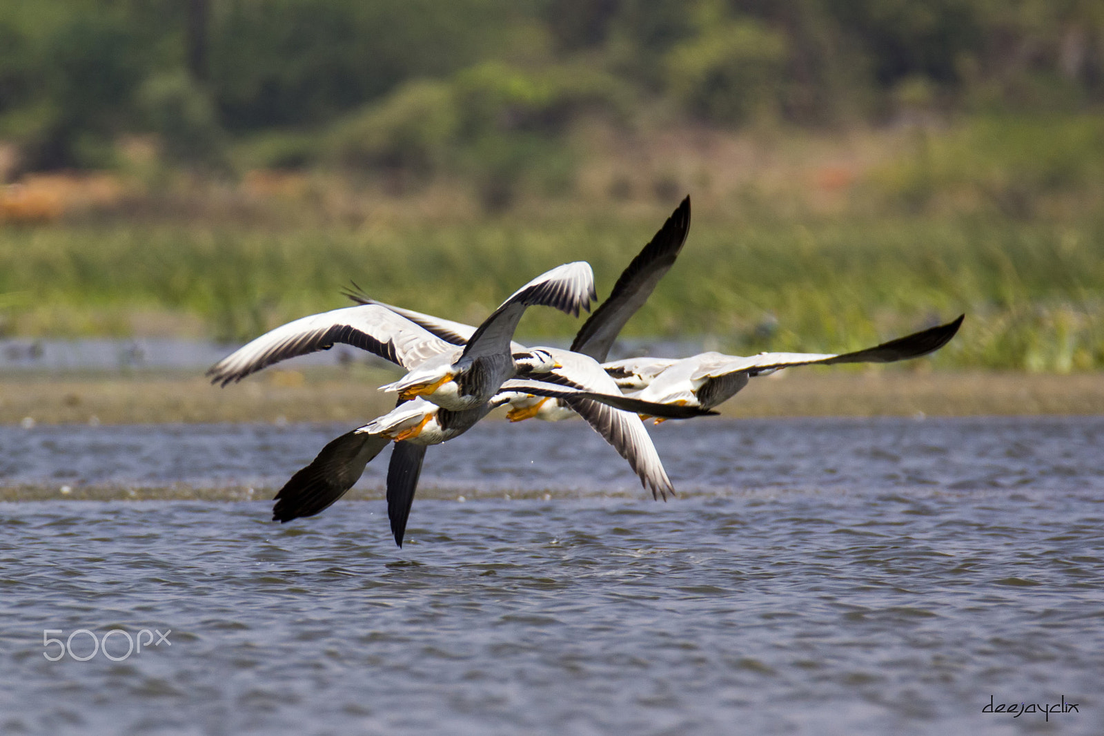 Canon EOS 60D sample photo. Acrobatics - by bar headed geese photography