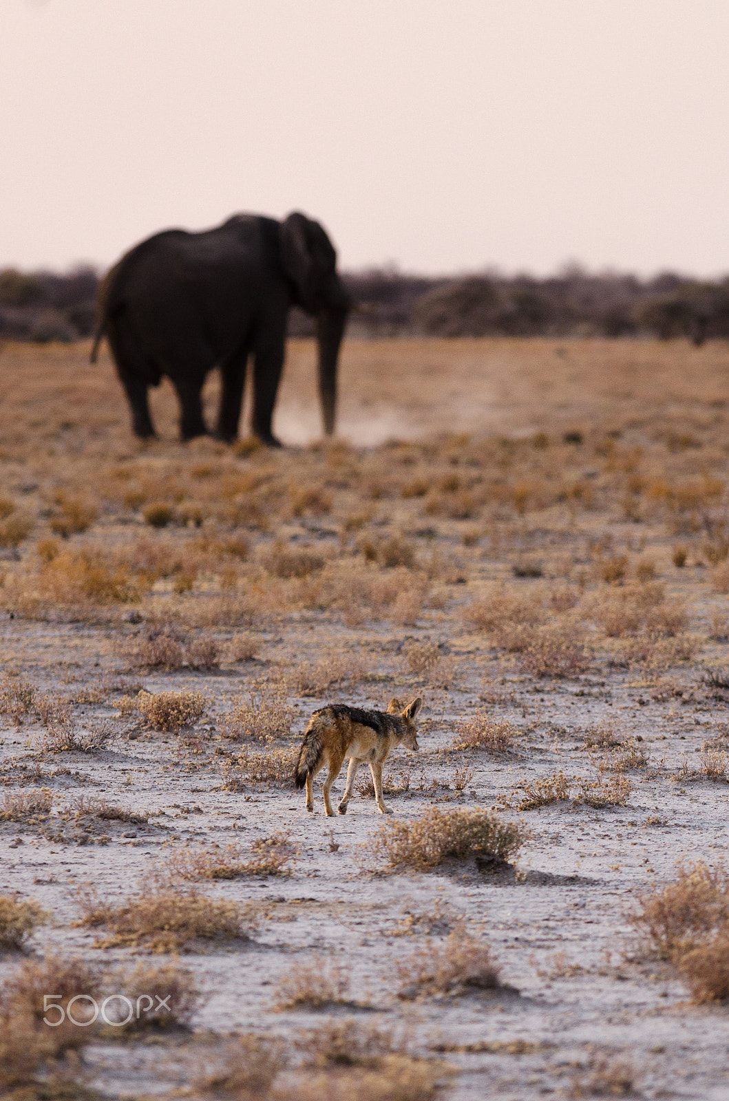 Nikon D7000 + Nikon AF-S Nikkor 300mm F4D ED-IF sample photo. Jackal with elephant in background photography