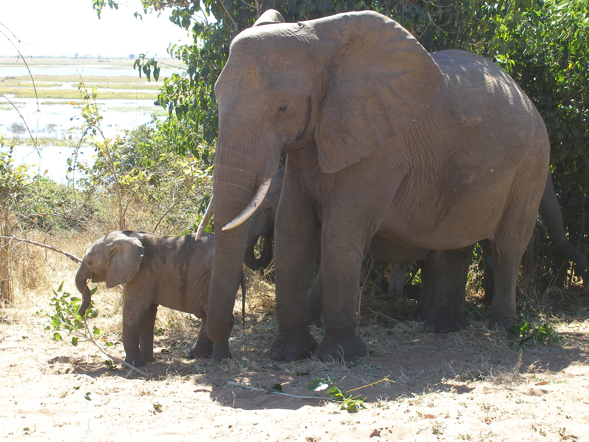 Olympus SP350 sample photo. Ellephants from south africa and botswana photography