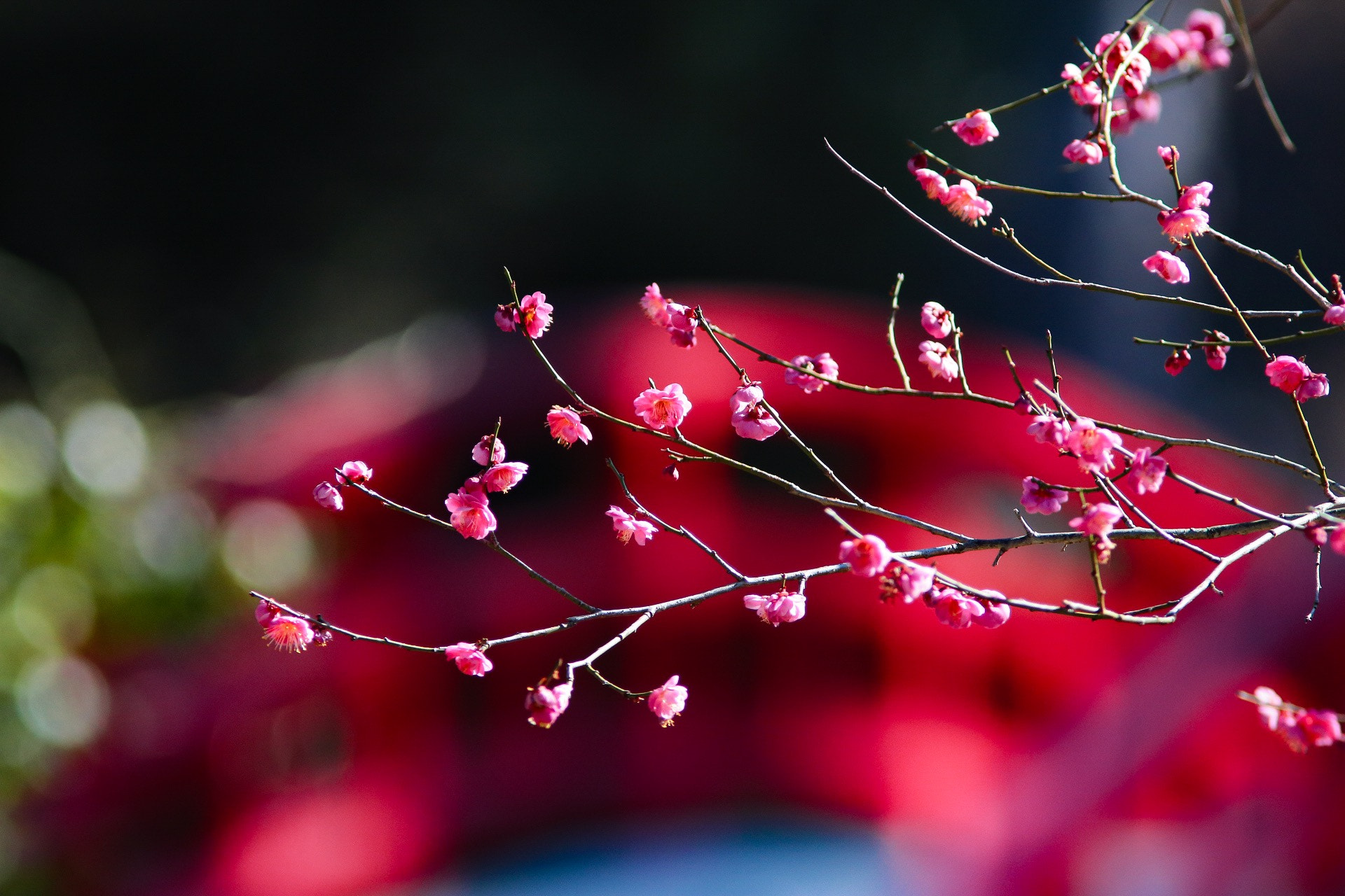Canon EOS 80D + Canon EF 300mm F4L IS USM sample photo. Duke gardens durham nc photography