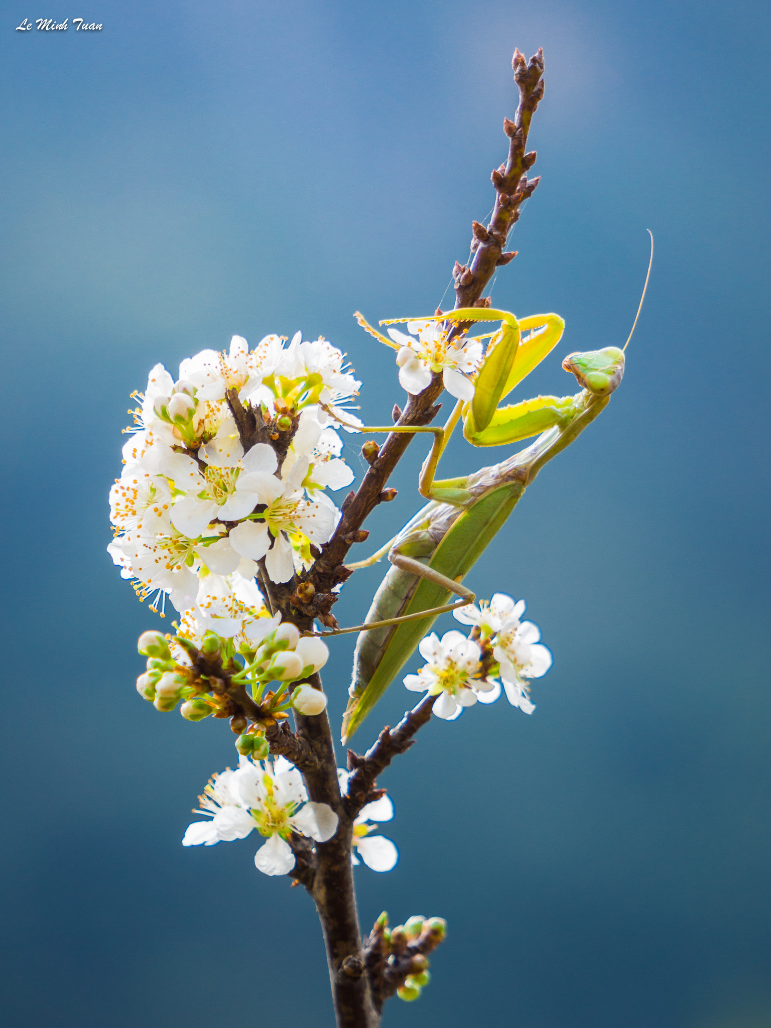 Sony Alpha NEX-7 + Sony E 55-210mm F4.5-6.3 OSS sample photo. A spring journey of mantis photography