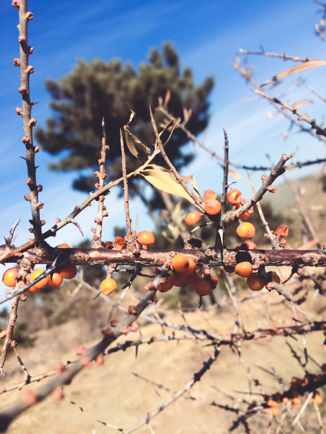 Apple iPhone6,2 sample photo