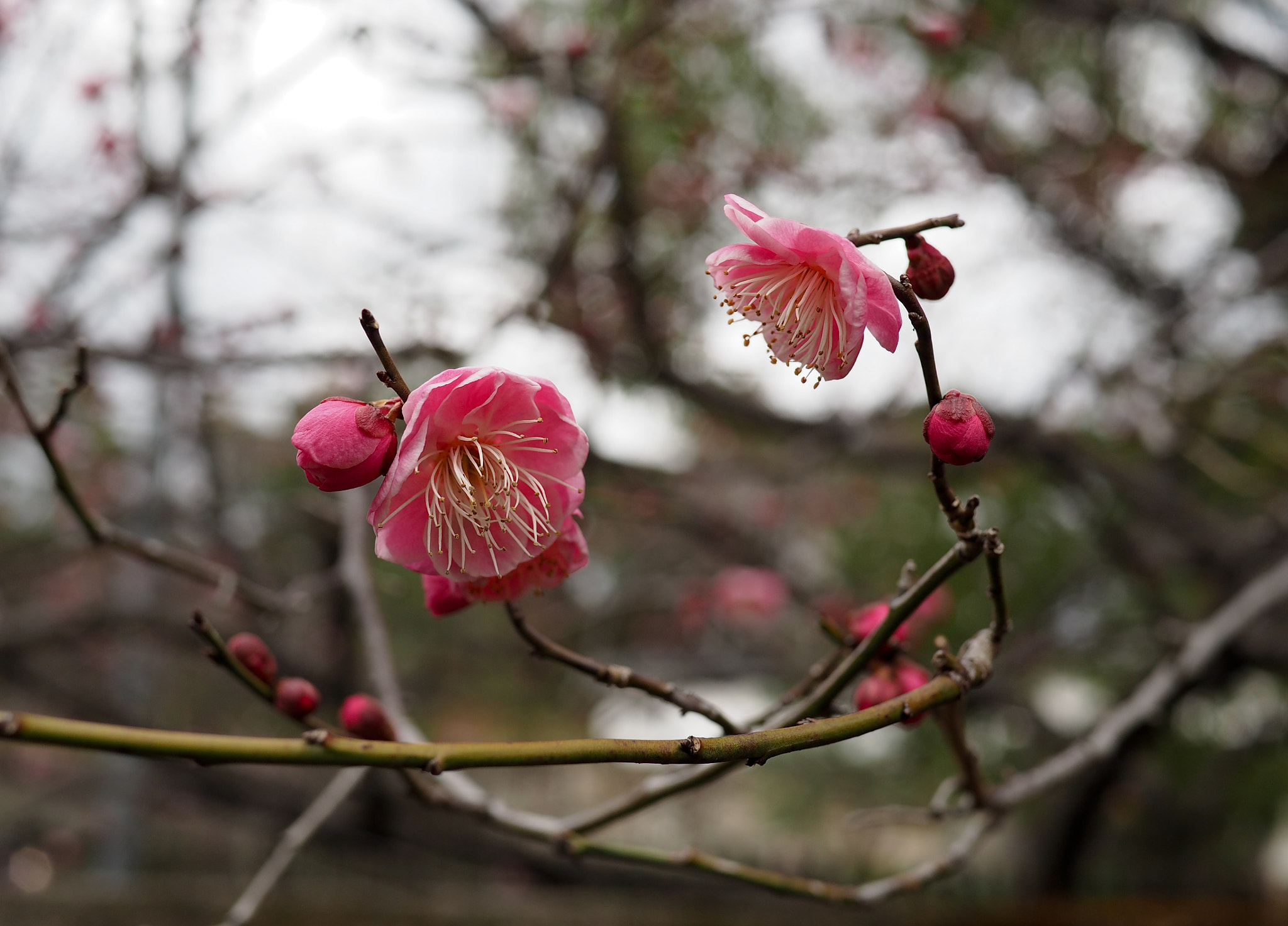 Olympus PEN E-PL7 + LUMIX G 20/F1.7 II sample photo. 20170430 photography