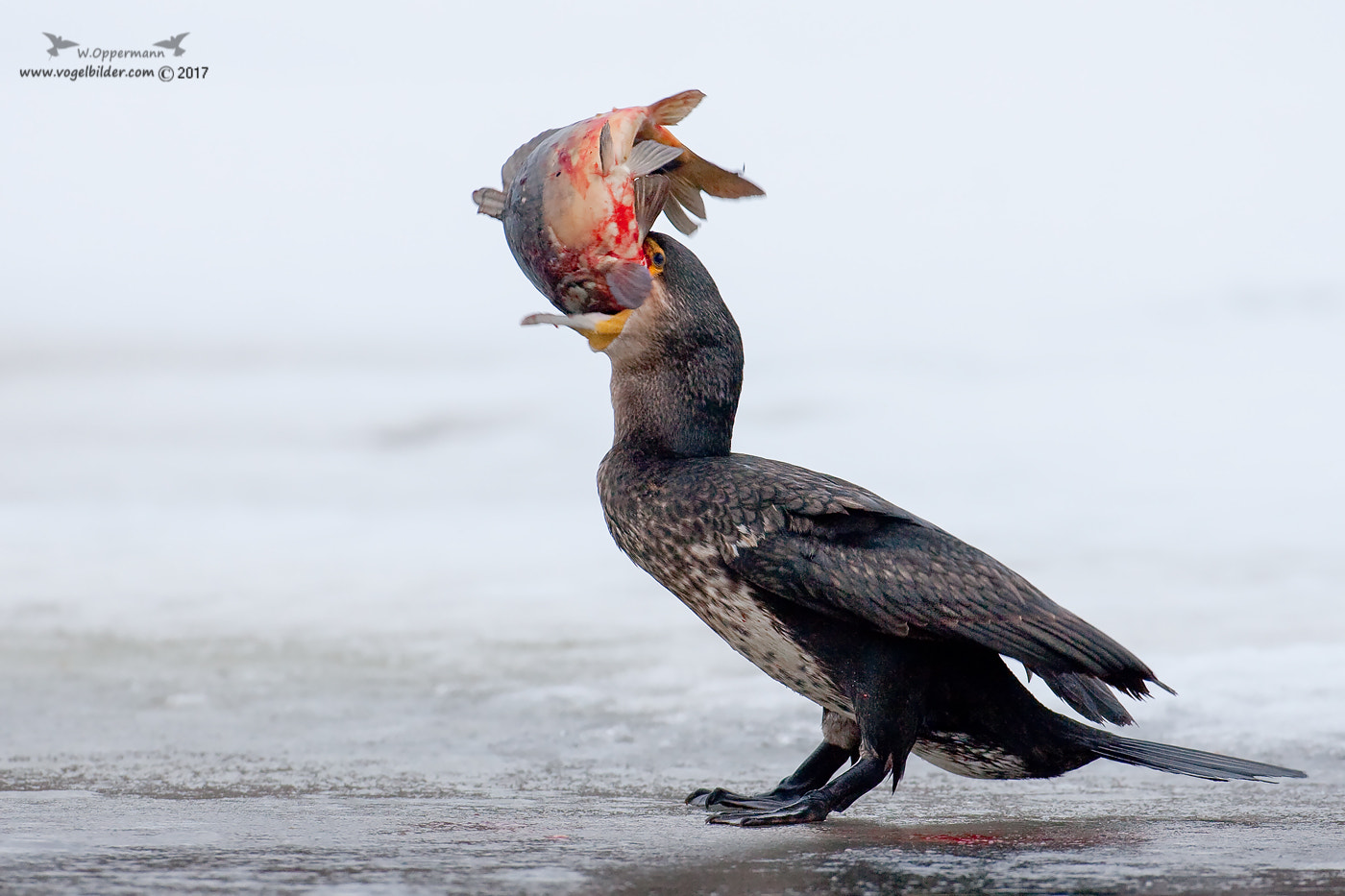 Canon EF 600mm f/4L IS sample photo. Kormoran / cormorant  photography