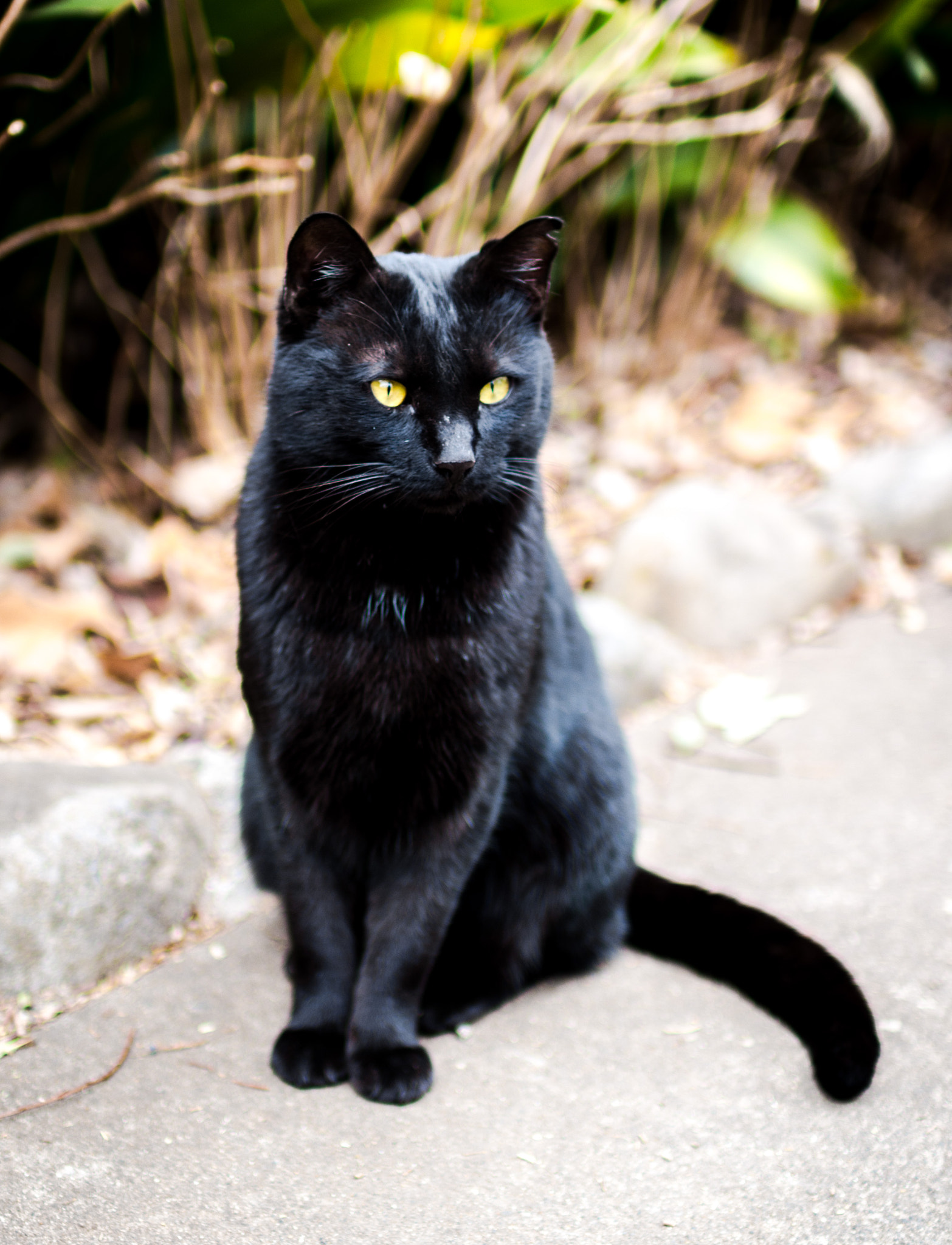 Sigma 30mm F1.4 EX DC HSM sample photo. Black cat photography