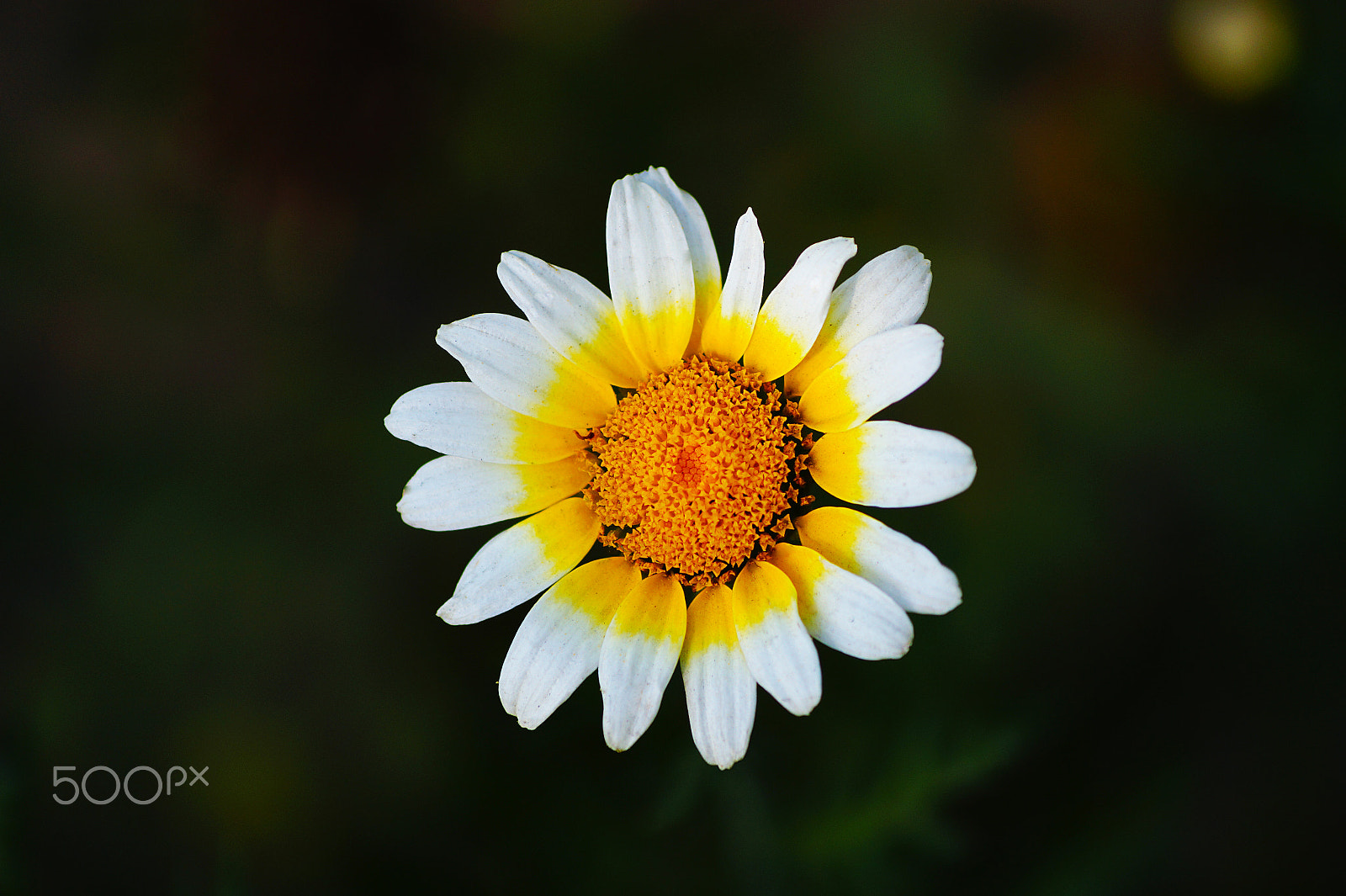 Sony SLT-A58 + Sony DT 55-200mm F4-5.6 SAM sample photo. Flower photography