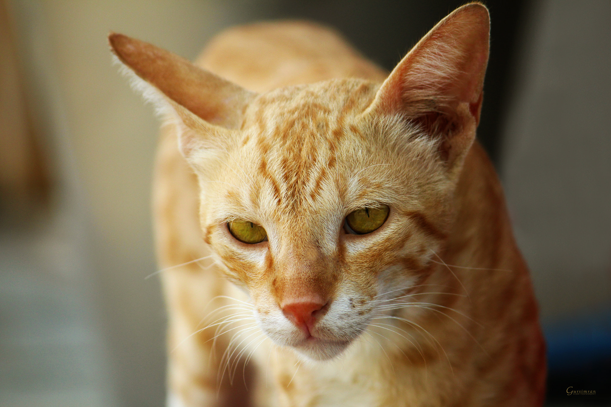 Canon EF-S 55-250mm F4-5.6 IS sample photo. Cat.jpg photography