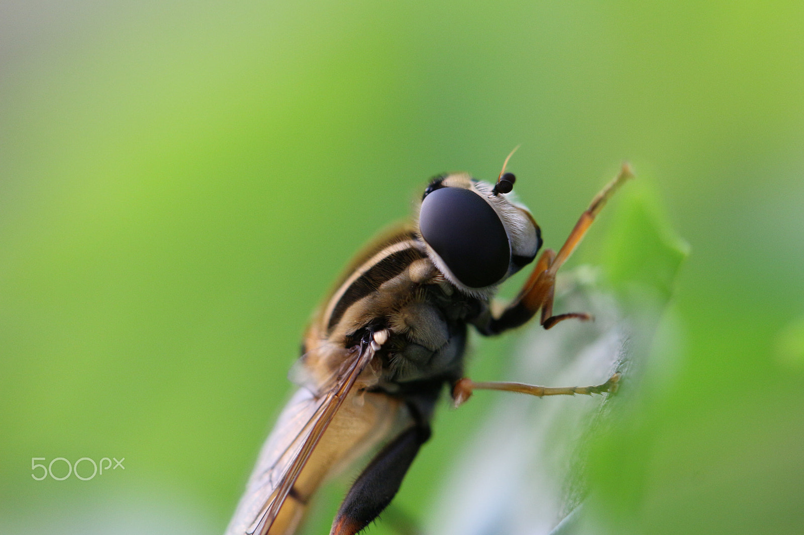 Canon EF 100mm F2.8L Macro IS USM sample photo. Big eye photography