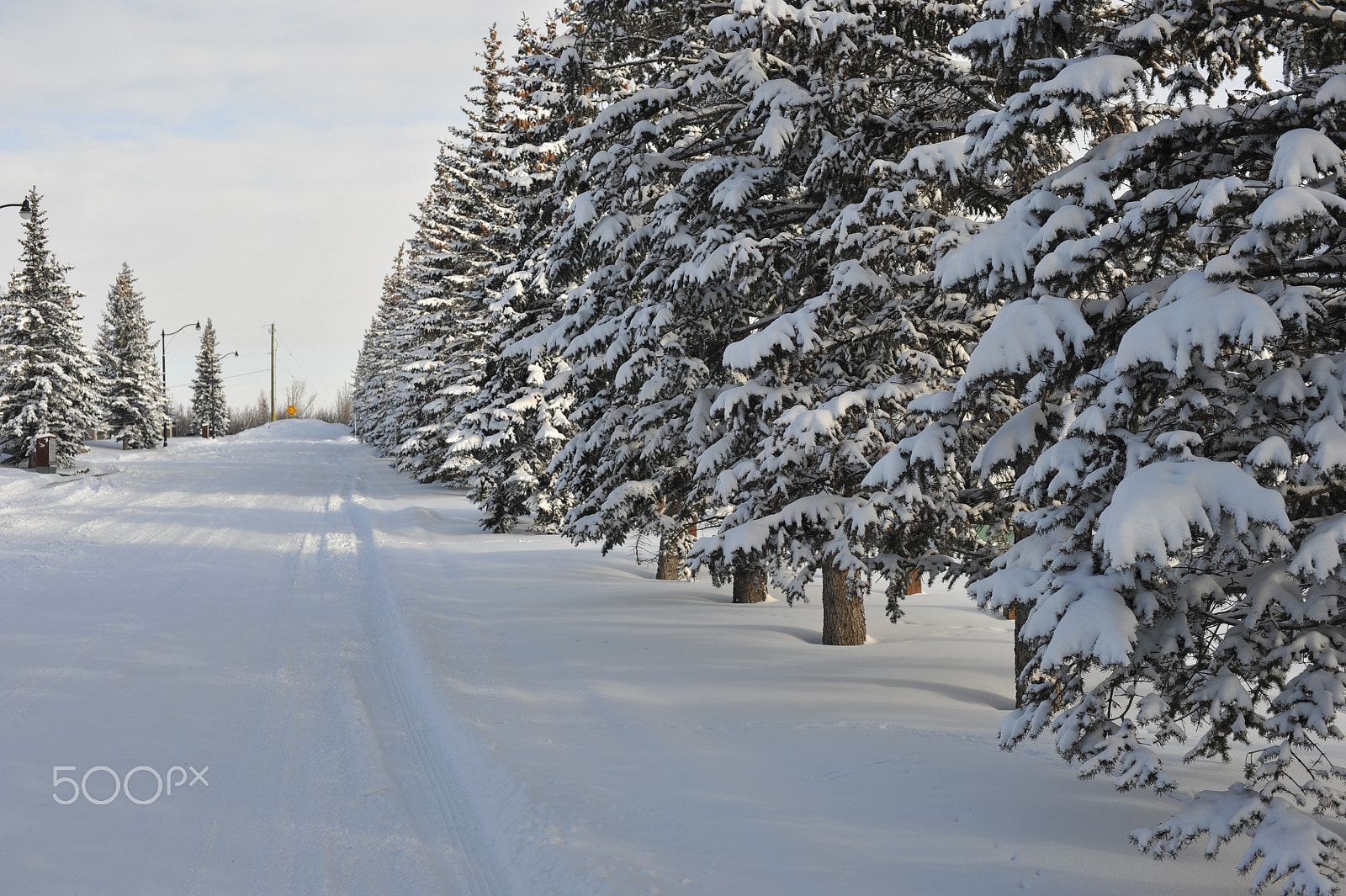 Manual Lens No CPU sample photo. Evergreen trees photography