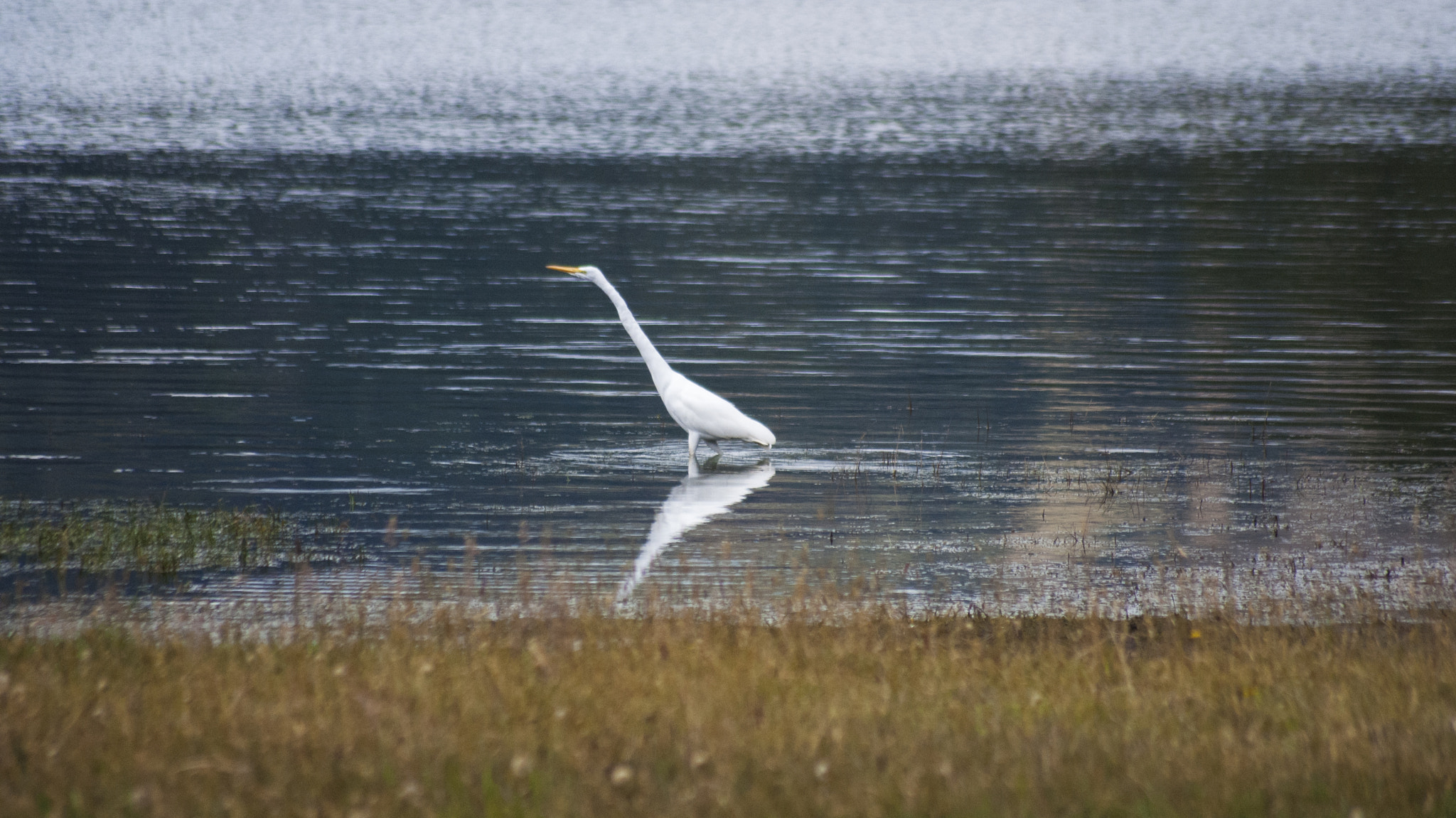 Sony Alpha DSLR-A230 + Sony 75-300mm F4.5-5.6 sample photo. Double me  ©liz photography photography