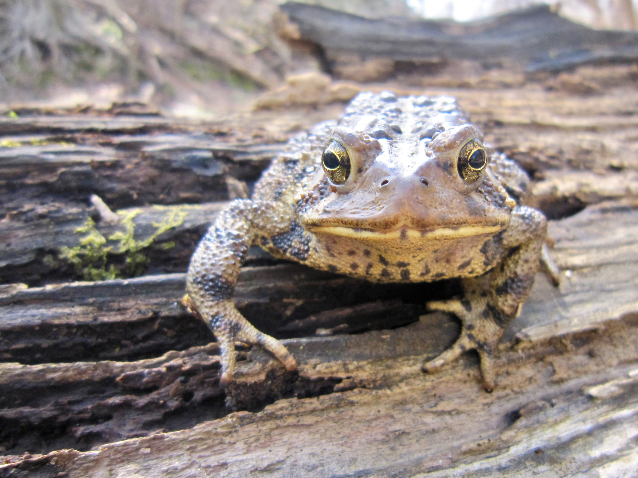 Canon PowerShot SD980 IS (Digital IXUS 200 IS / IXY Digital 930 IS) sample photo. Big toad photography