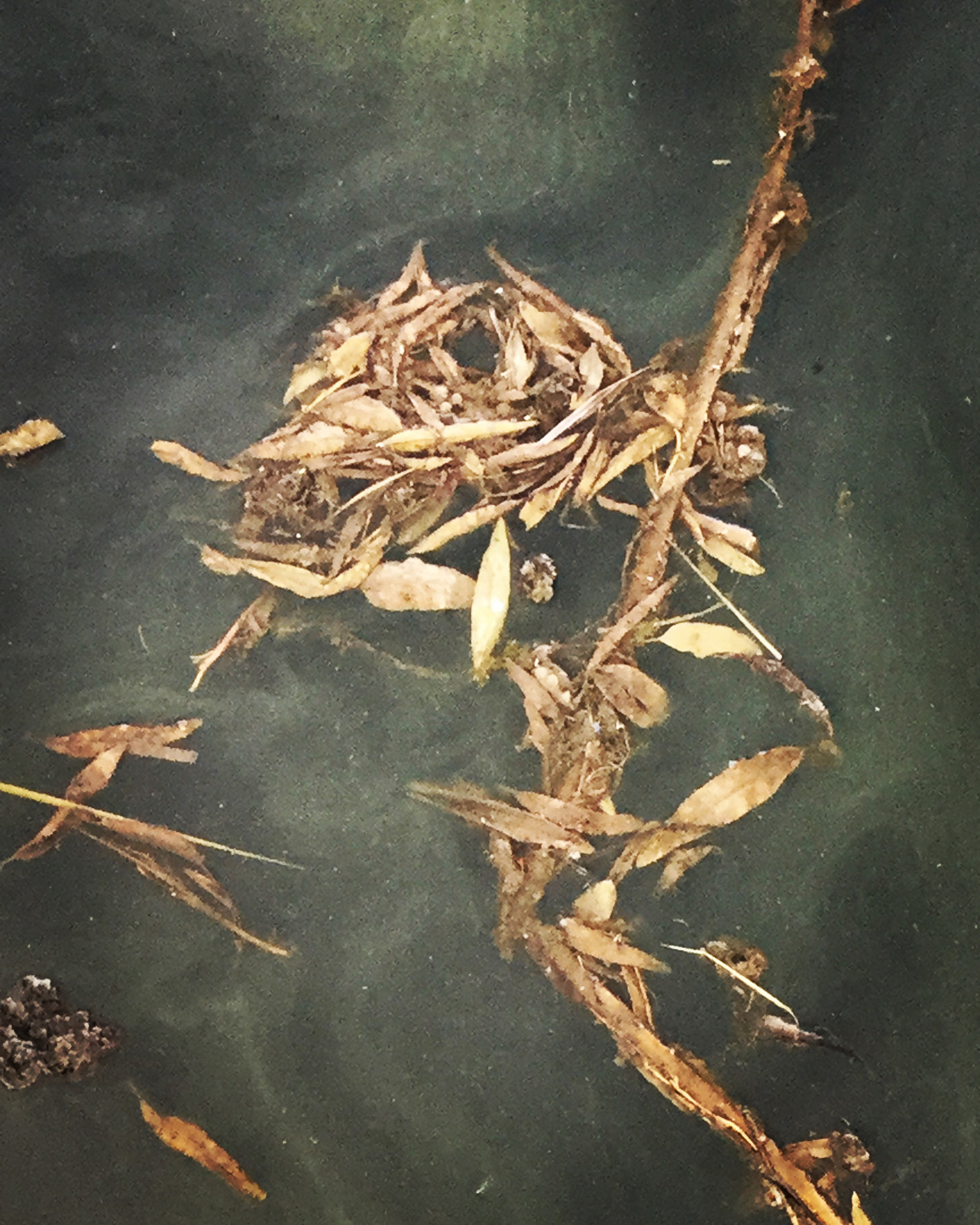 Apple iPad5,3 sample photo. Does this remind anyone else of a rose? photography