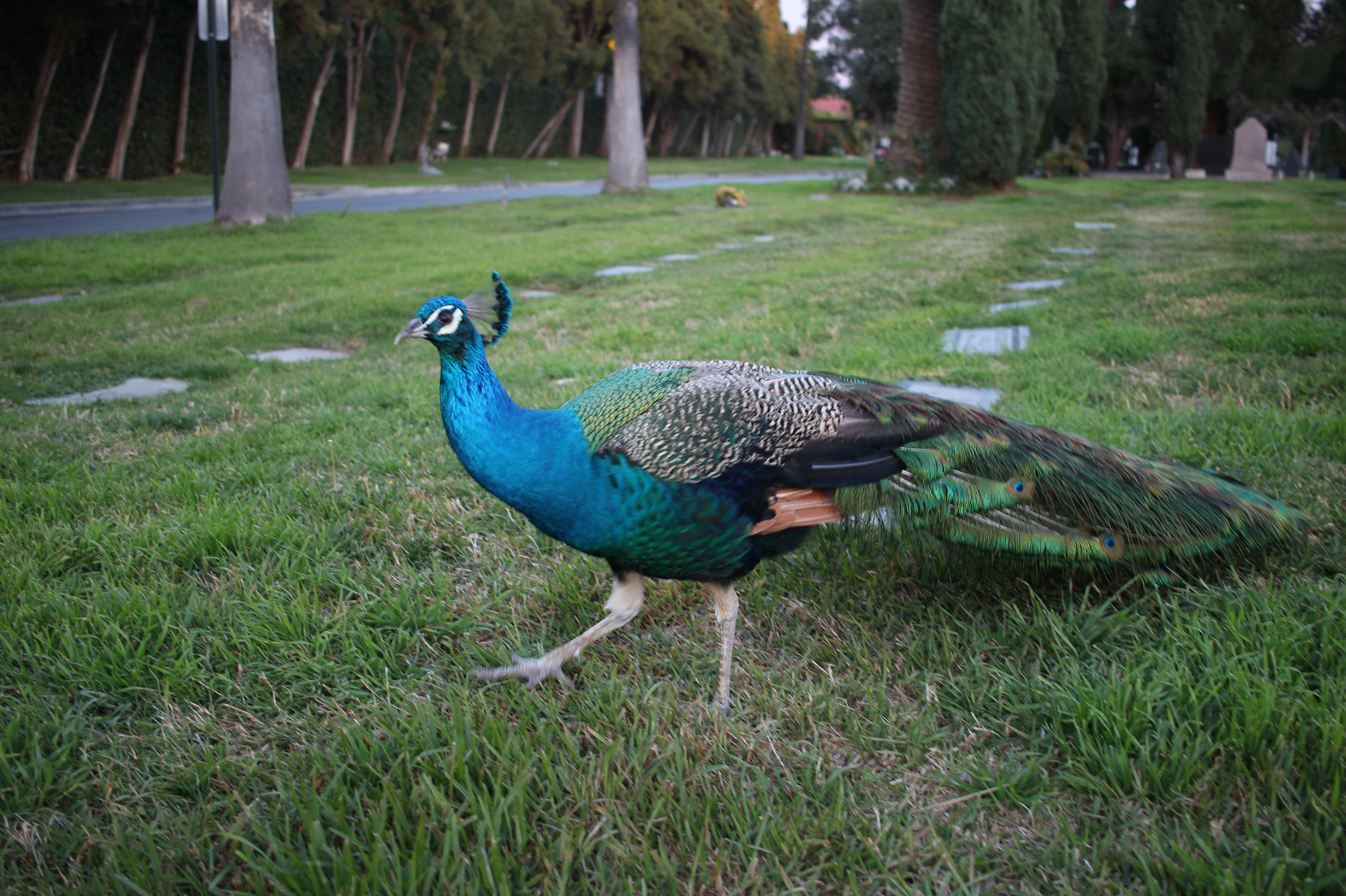 Canon EOS 100D (EOS Rebel SL1 / EOS Kiss X7) sample photo. Some sort of bird photography