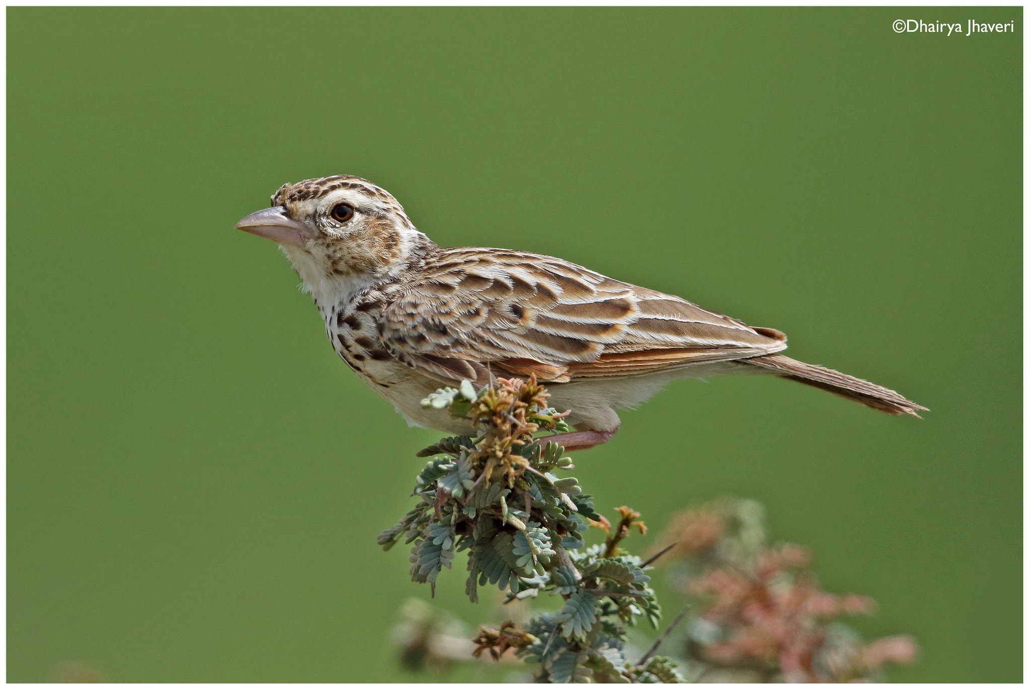 Canon EF 500mm F4L IS II USM sample photo. Indian bushlark photography