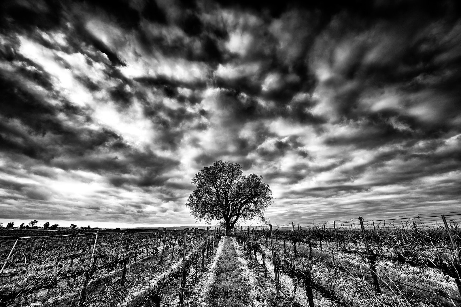 Sony a7R II + Voigtlander SUPER WIDE-HELIAR 15mm F4.5 III sample photo. Rows to oak photography