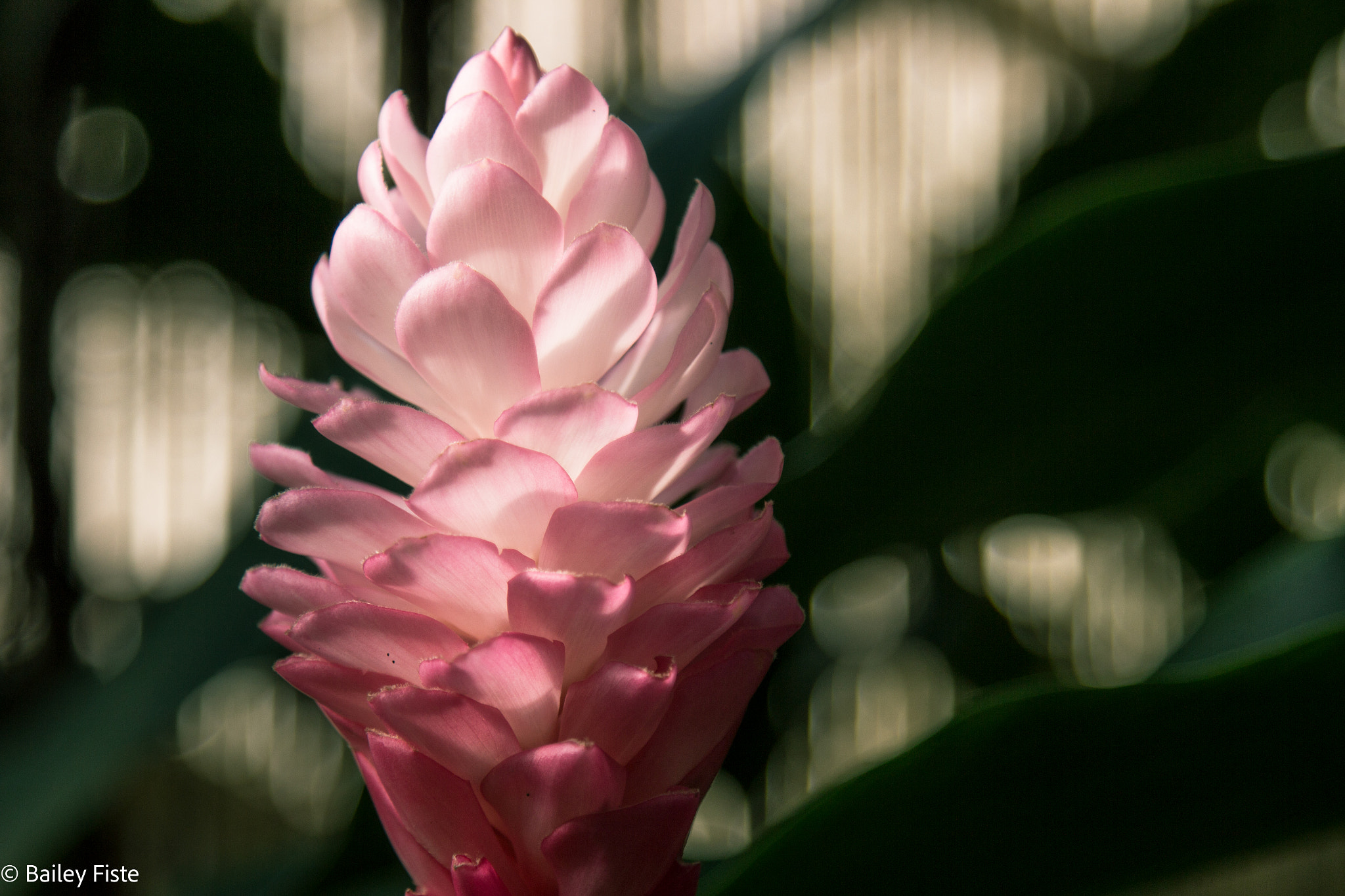 Canon EOS 600D (Rebel EOS T3i / EOS Kiss X5) sample photo. Soft photography