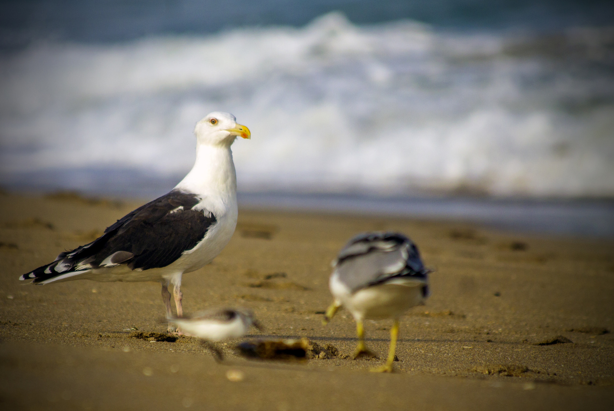 Canon EF 70-300mm F4-5.6 IS USM sample photo. Picnic for three photography