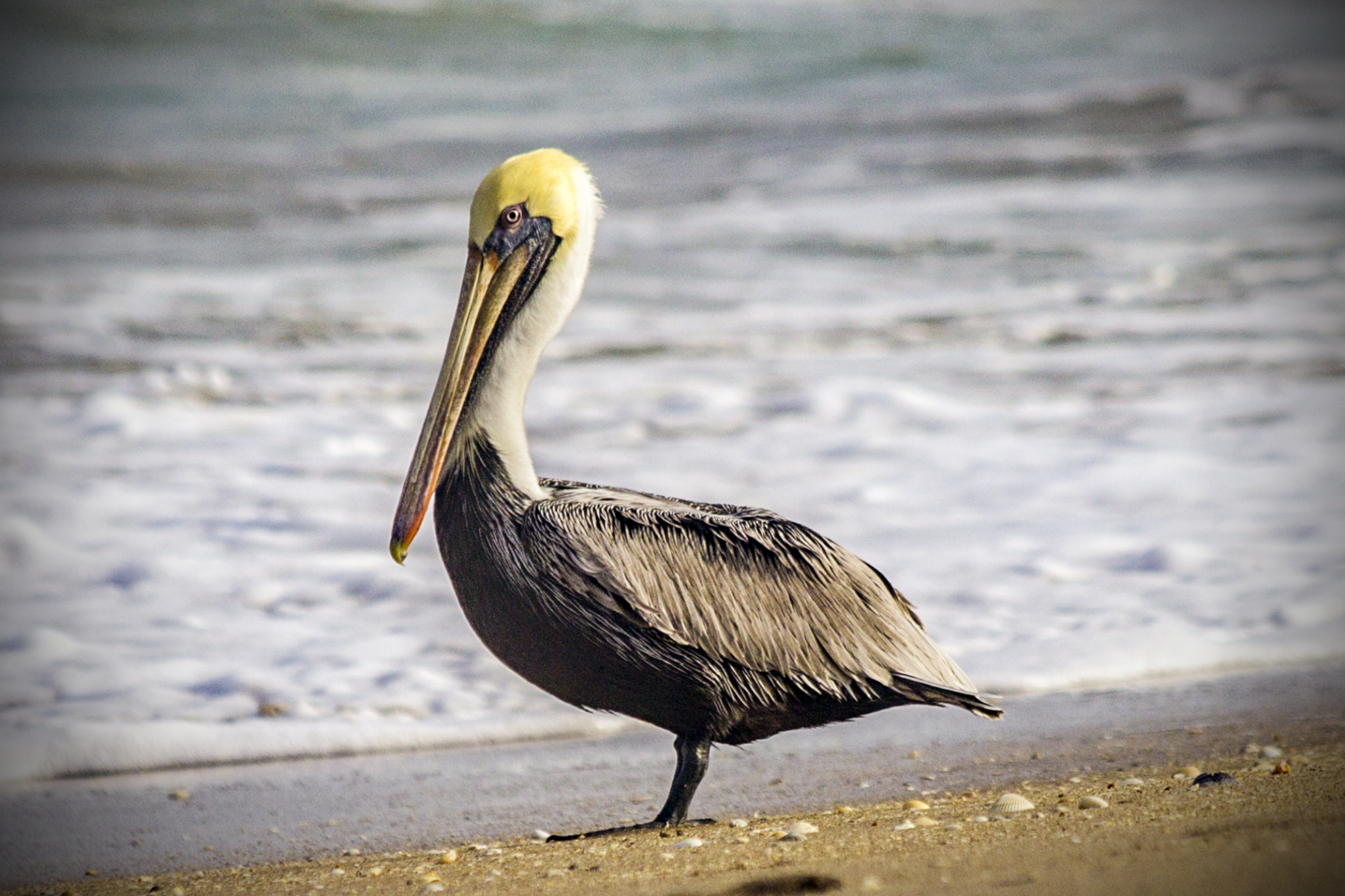 Canon EF 70-300mm F4-5.6 IS USM sample photo. Pelican photography