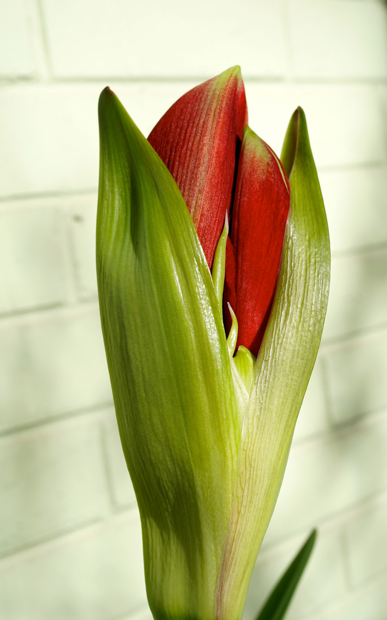Sony a6000 + Sony E 30mm F3.5 sample photo. Amaryllis in bloom photography